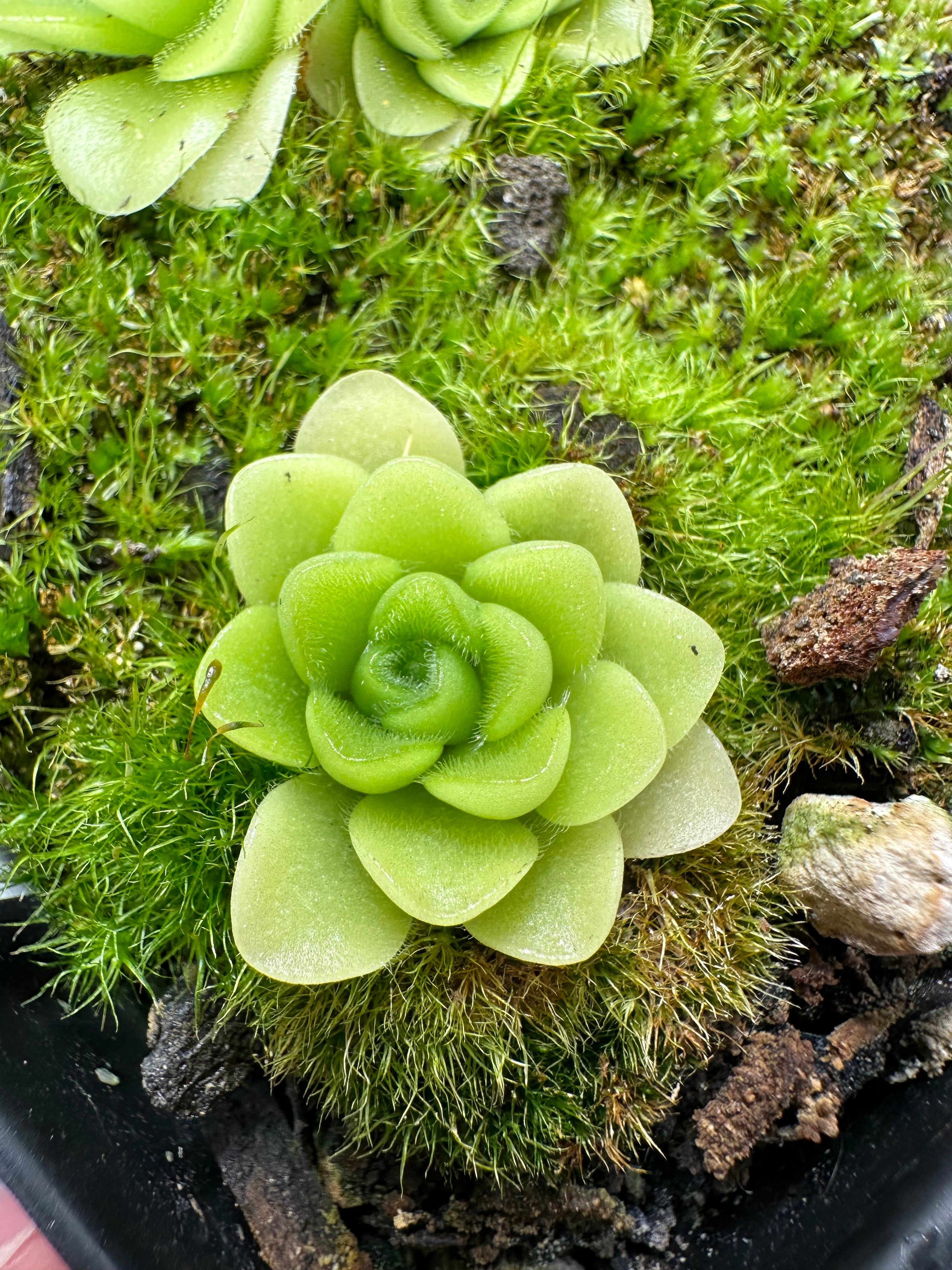 Pinguicula pilosa