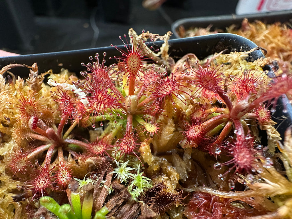 Drosera riparia (Bahia, BRZ) seeds