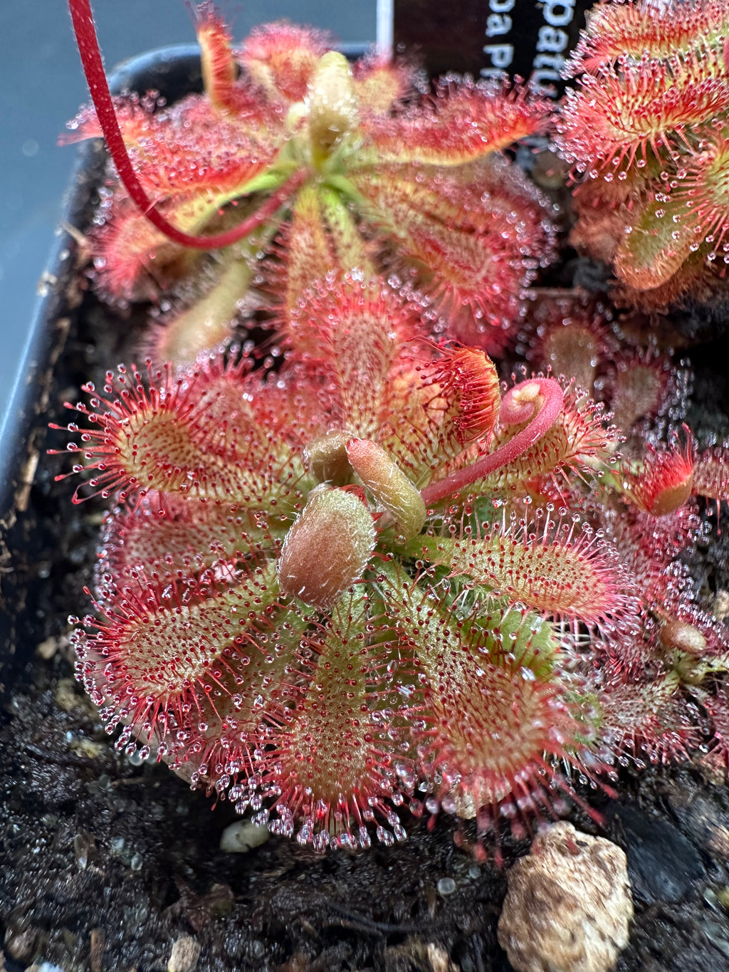 Drosera spatulata (Mobara, Chiba Prefecture, Japan) 50+ seeds