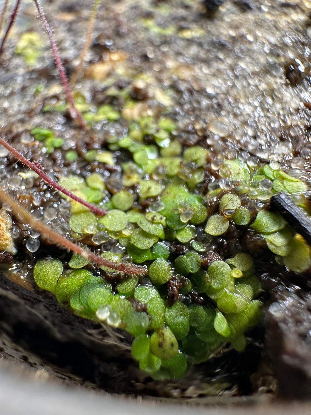 Genlisea pygmaea (Matto Grosso, BRA)