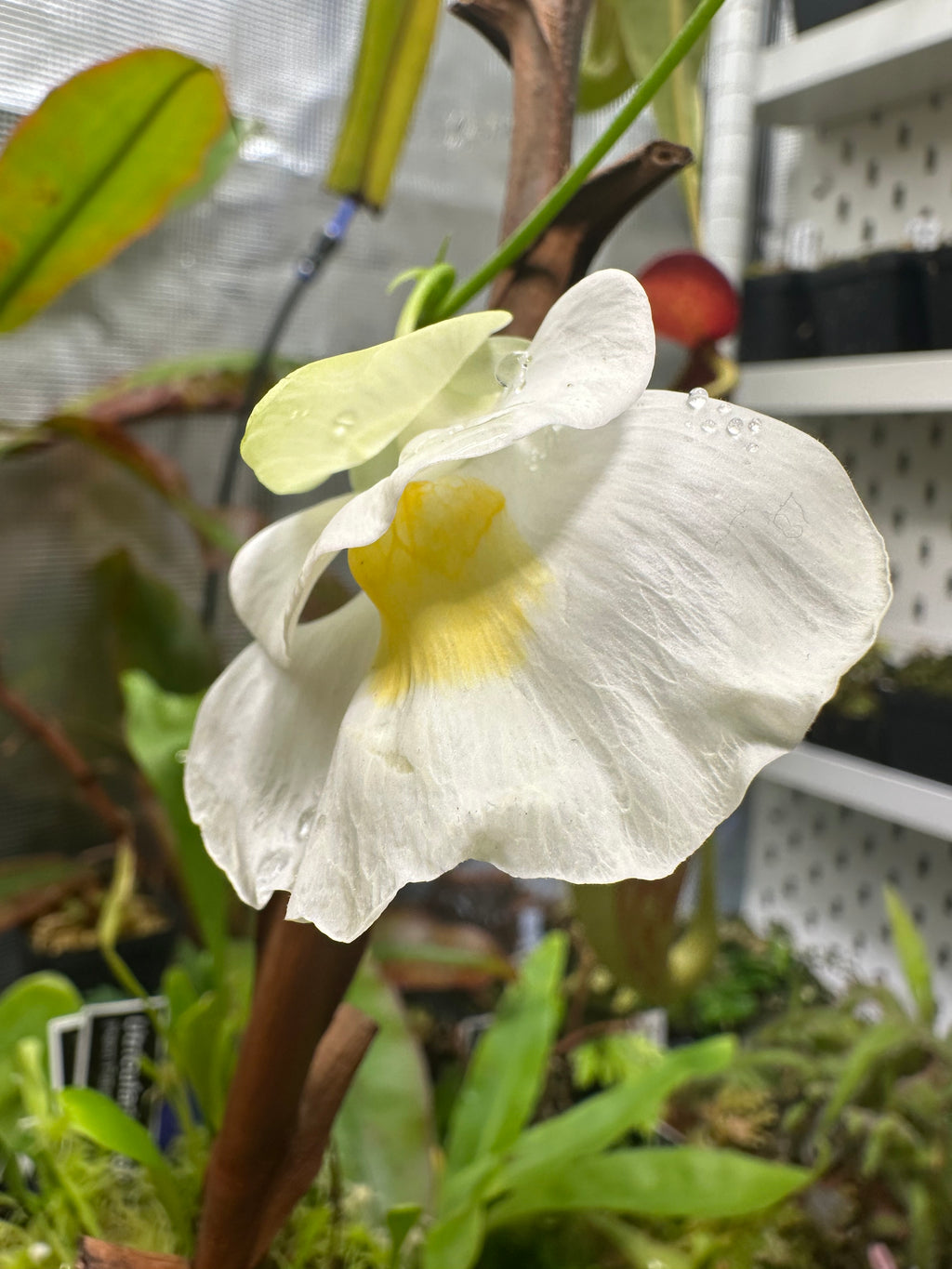 Utricularia alpina (Cerro Culebra, VEN)