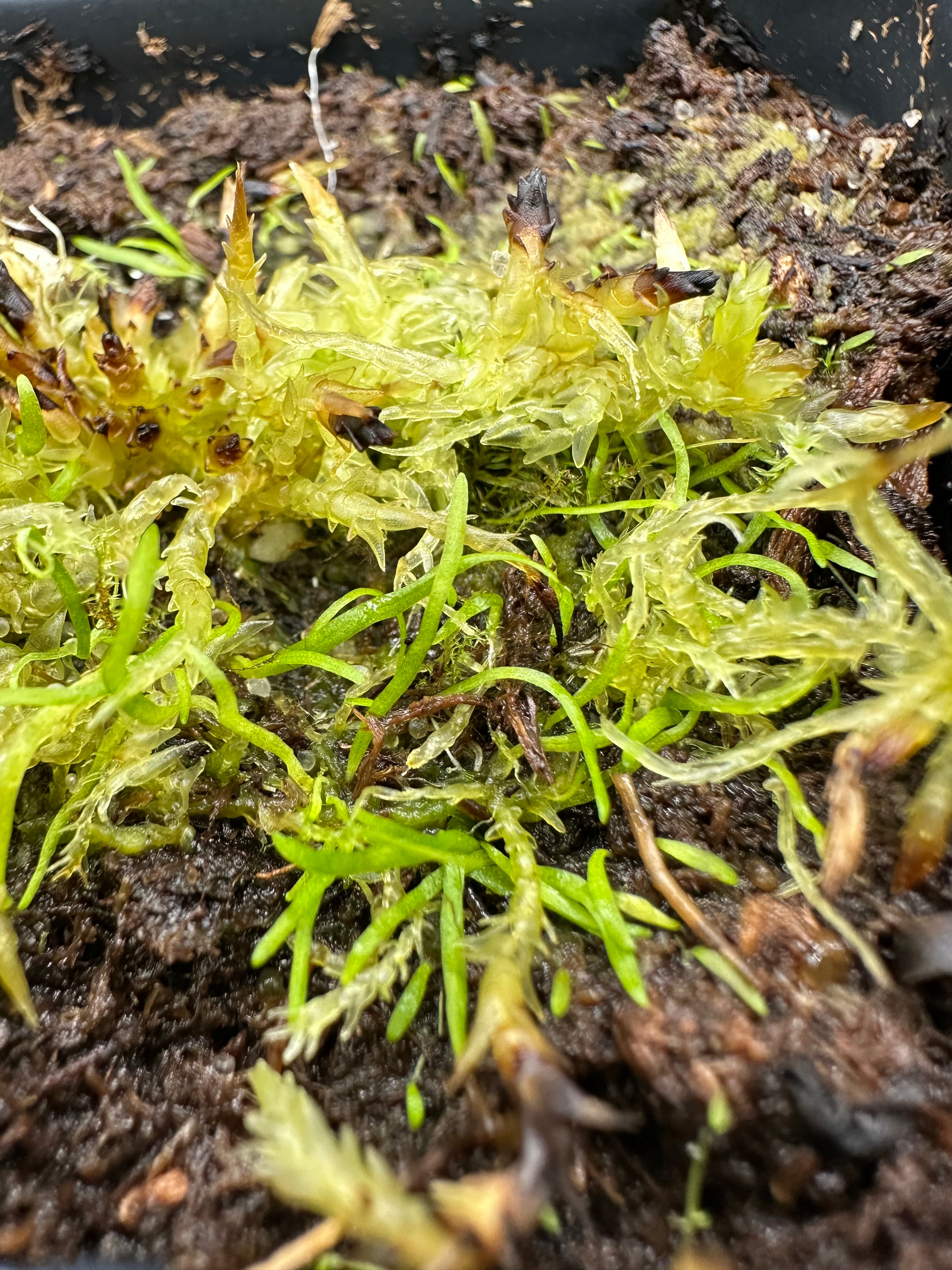 Utricularia smithiana