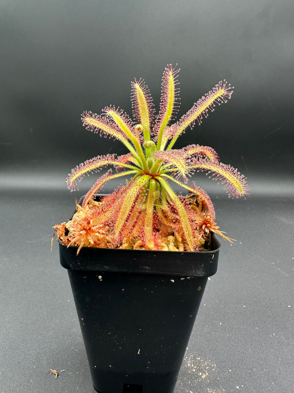 Drosera latifolia "giant" (Serra do Cabral, Brazil)