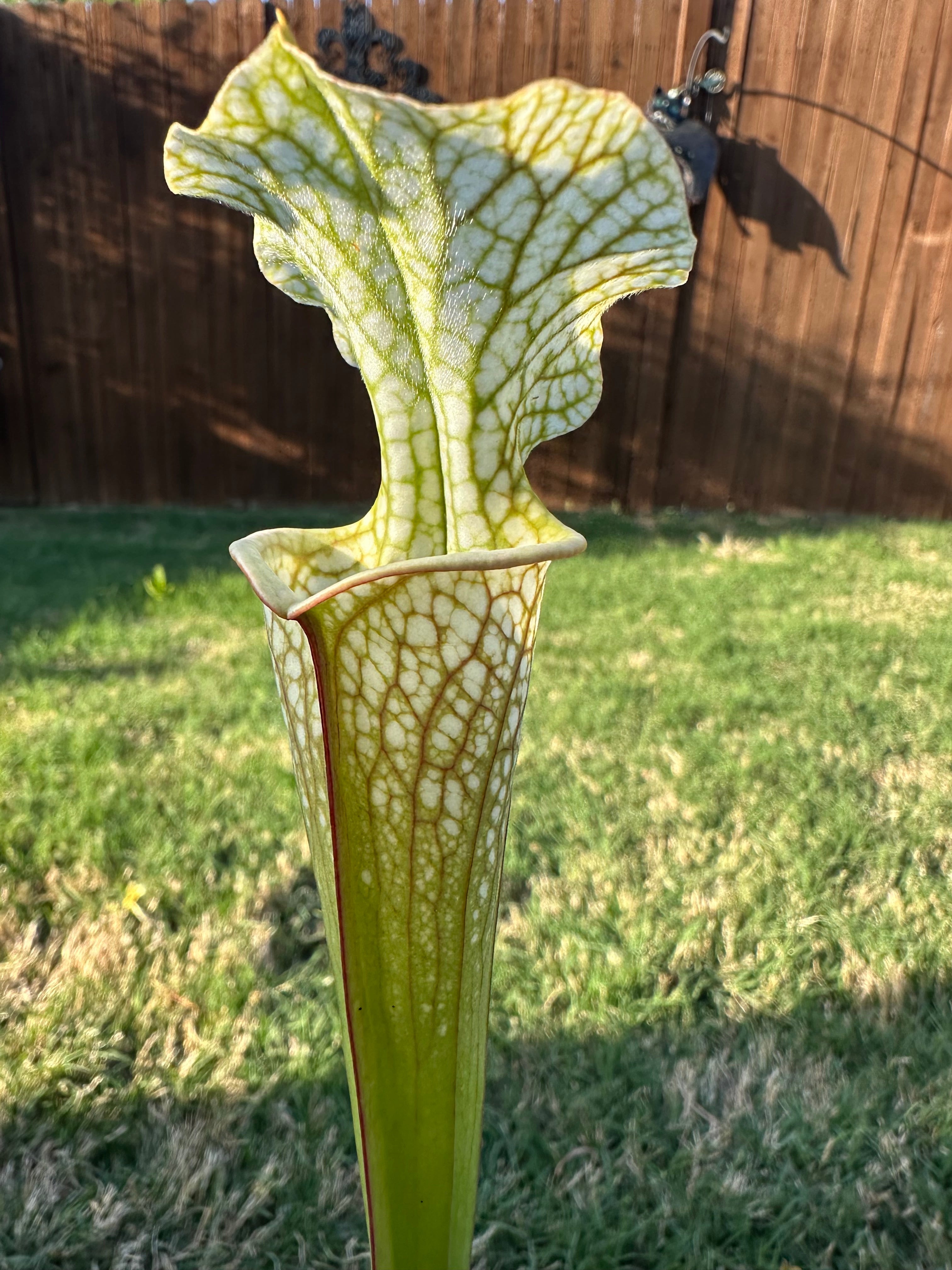 Sarracenia leucophylla x 'Adrian Slack'