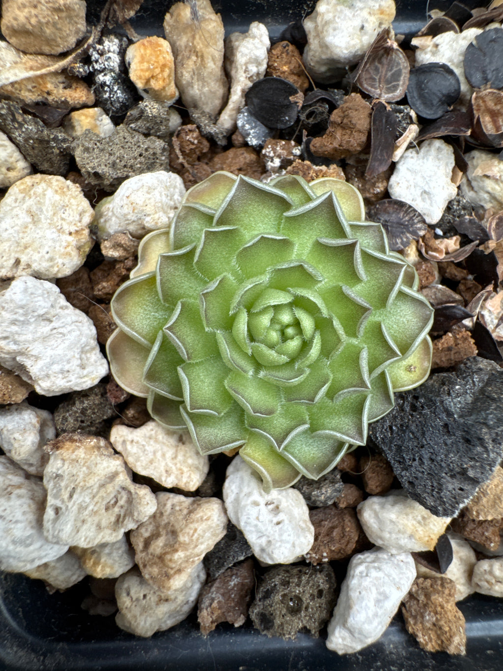 Pinguicula jaumavensis x cyclosecta