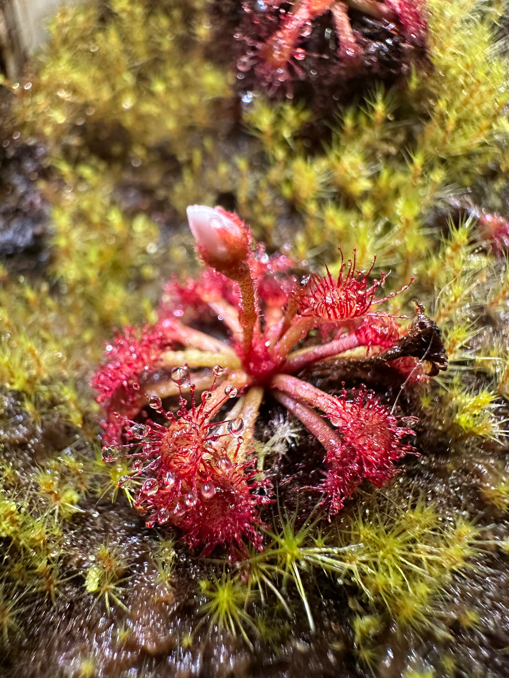 Drosera felix (Tuku Muruku, Gran Sabana, VEN)