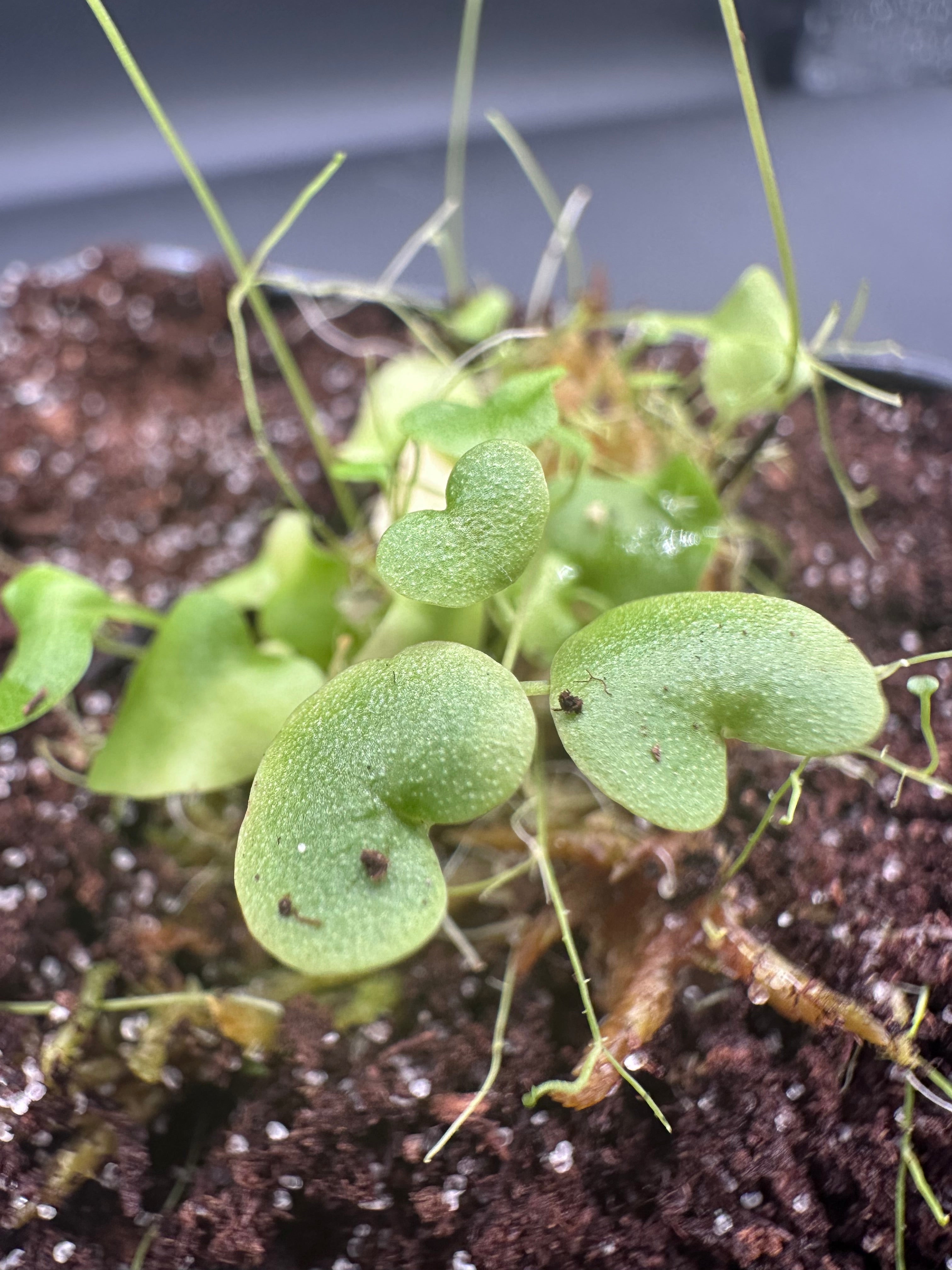 Utricularia nephrophylla x geminiloba "Bot. Garden Liberec, CZE"