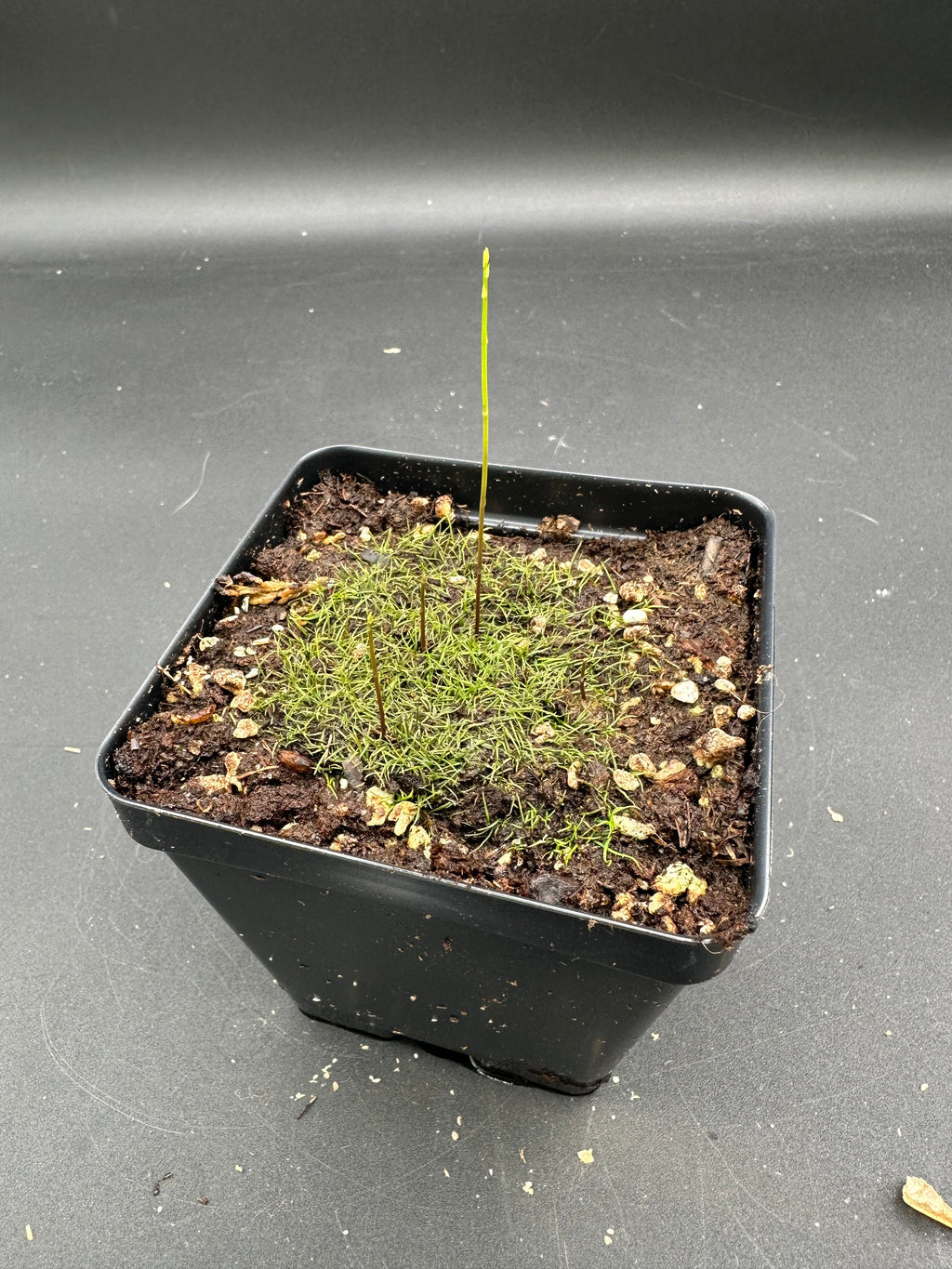 Utricularia cornuta (Baldwin Co., AL, USA)