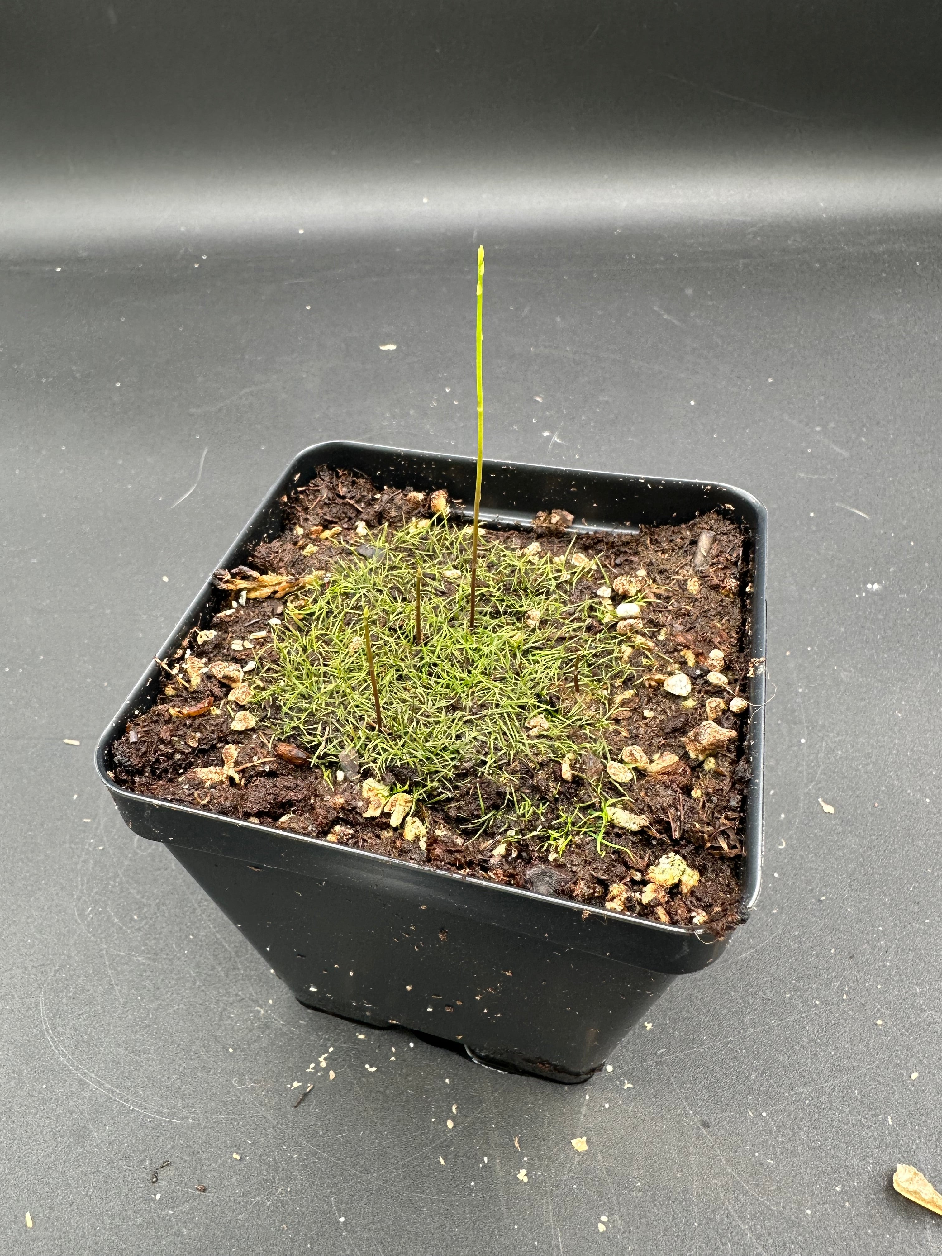 Utricularia cornuta (Baldwin Co., AL, USA)