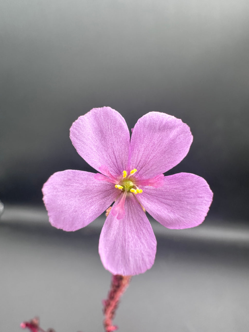 Drosera capensis "Big Pink" seeds 50+