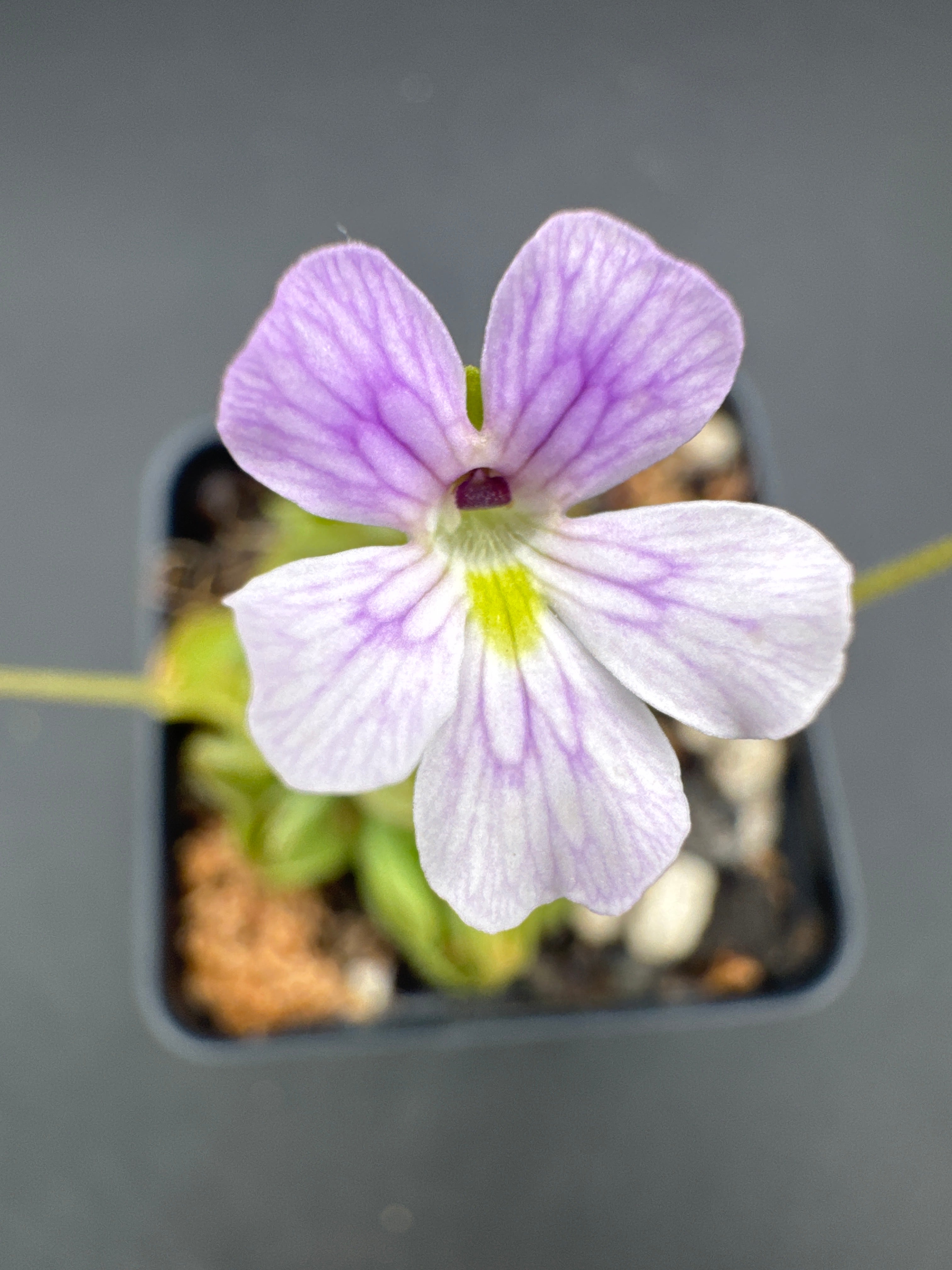 Pinguicula emarginata x jaumavensis