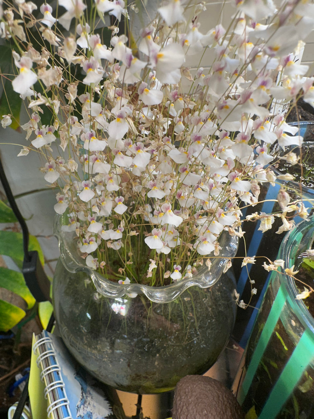 Utricularia blanchetii (Chapada Diamantina, Bahia, BRA)
