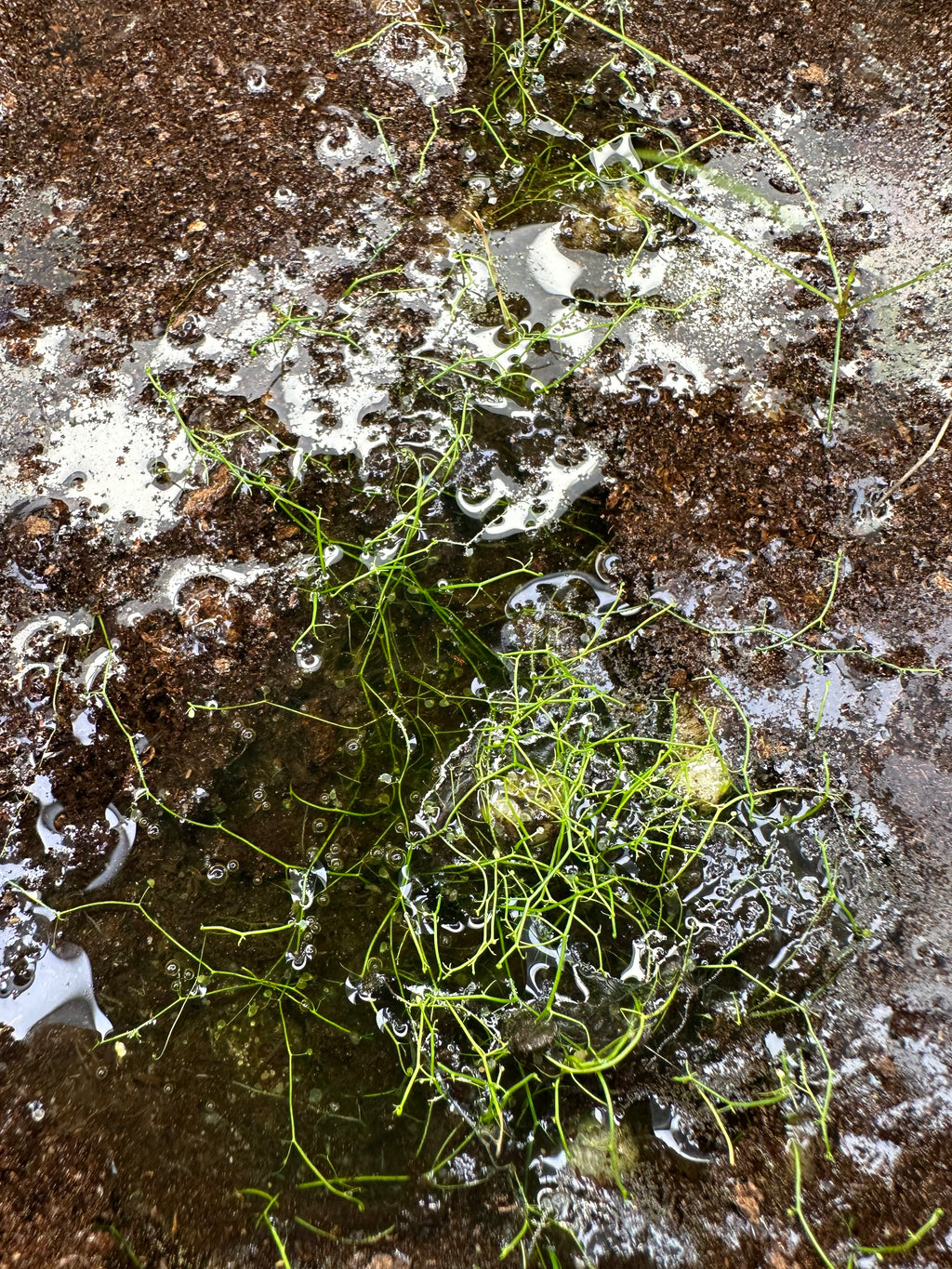 Utricularia gibba (Anderson Co., TX, USA)