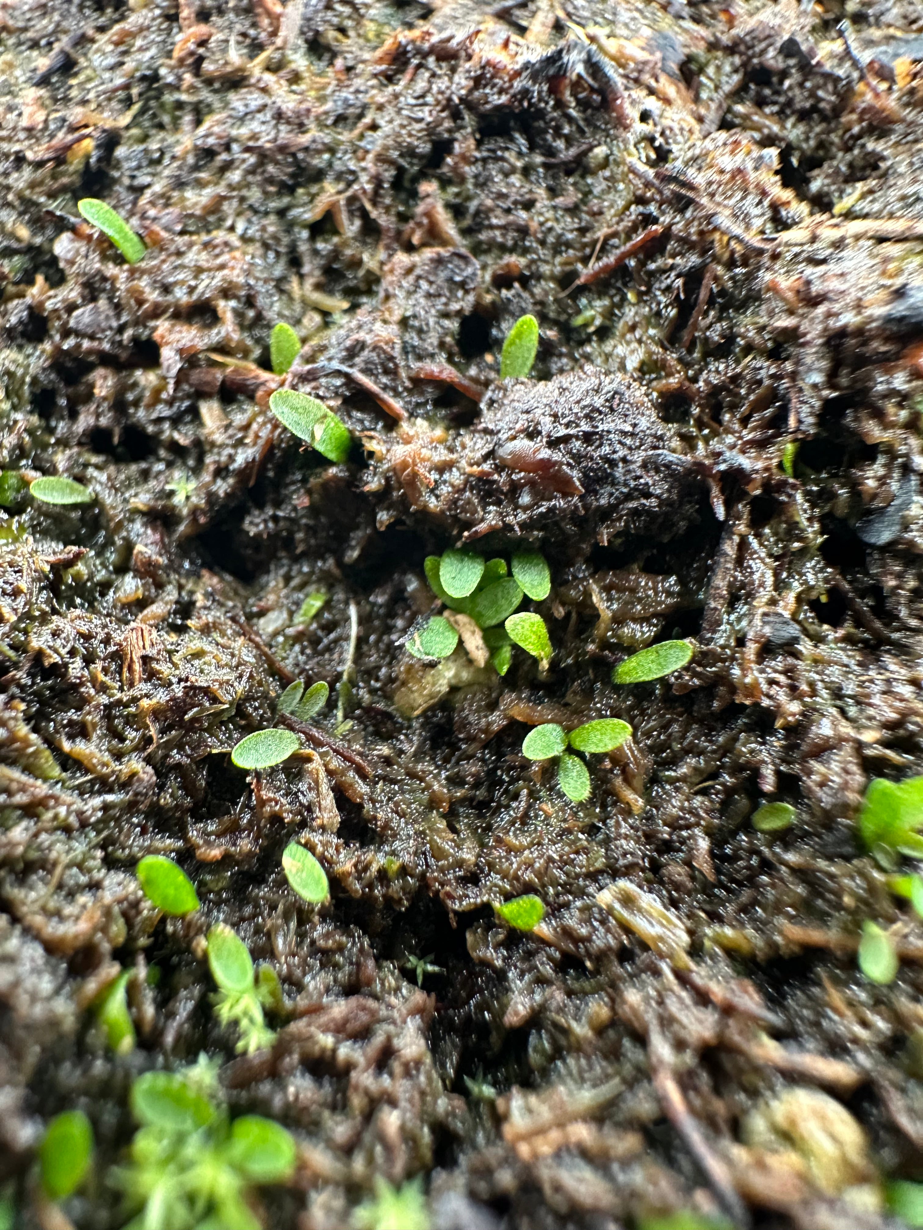 Utricularia caerulea