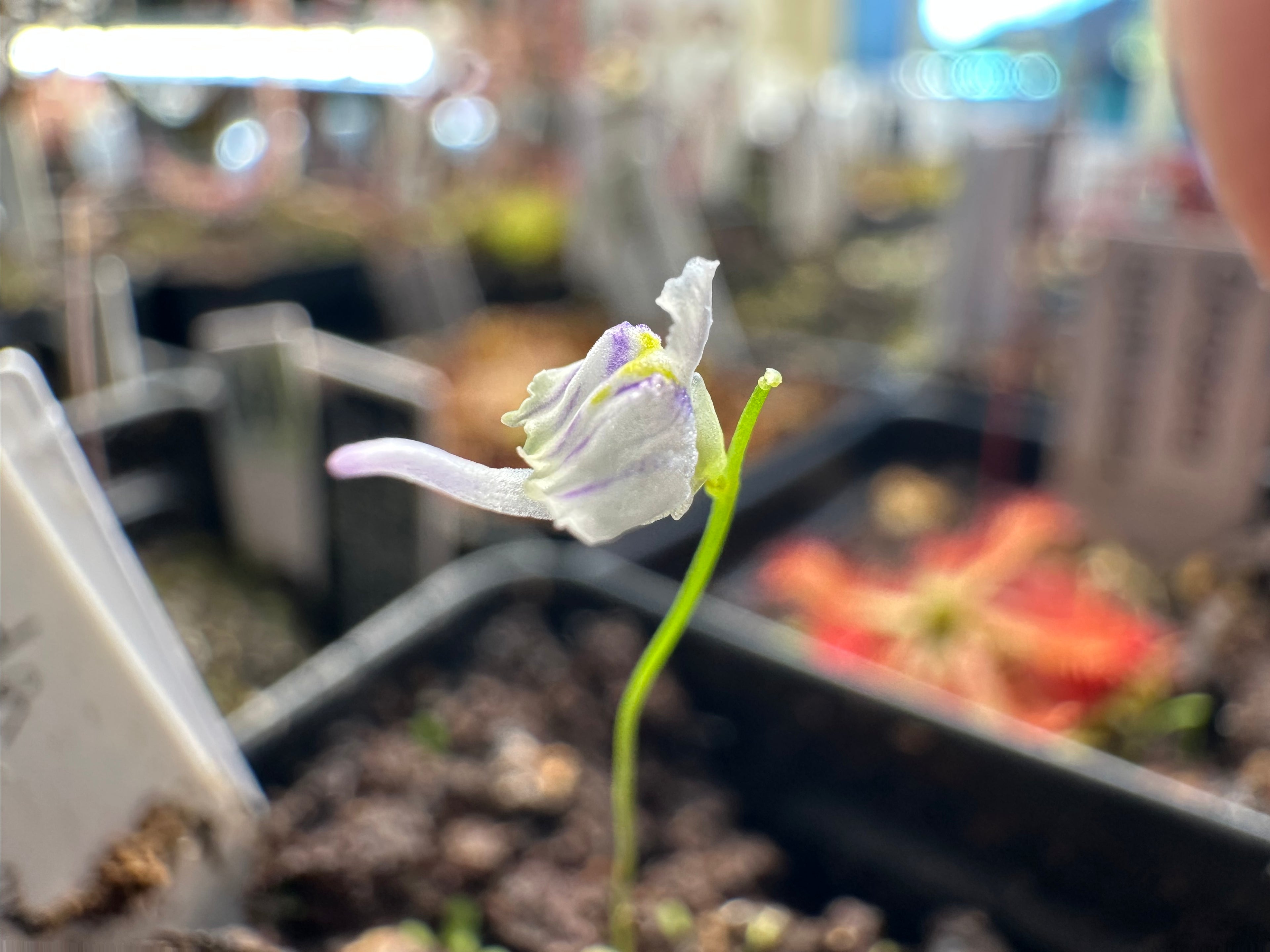 Utricularia aff. microcalyx (MAD)