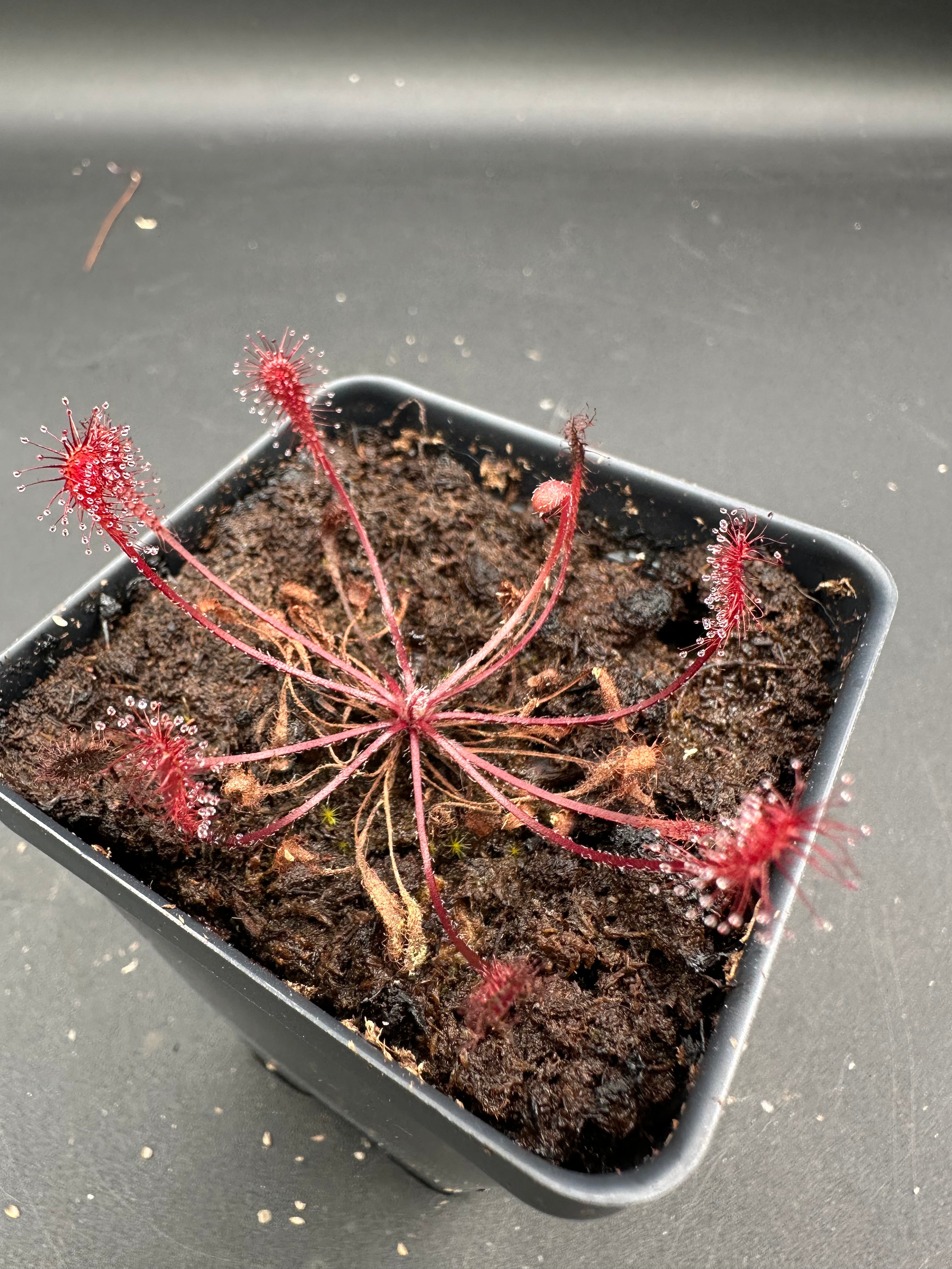 Drosera nidiformis (Near Port Edwards, ZAF)