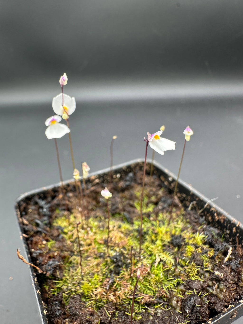 Utricularia parthenopipes