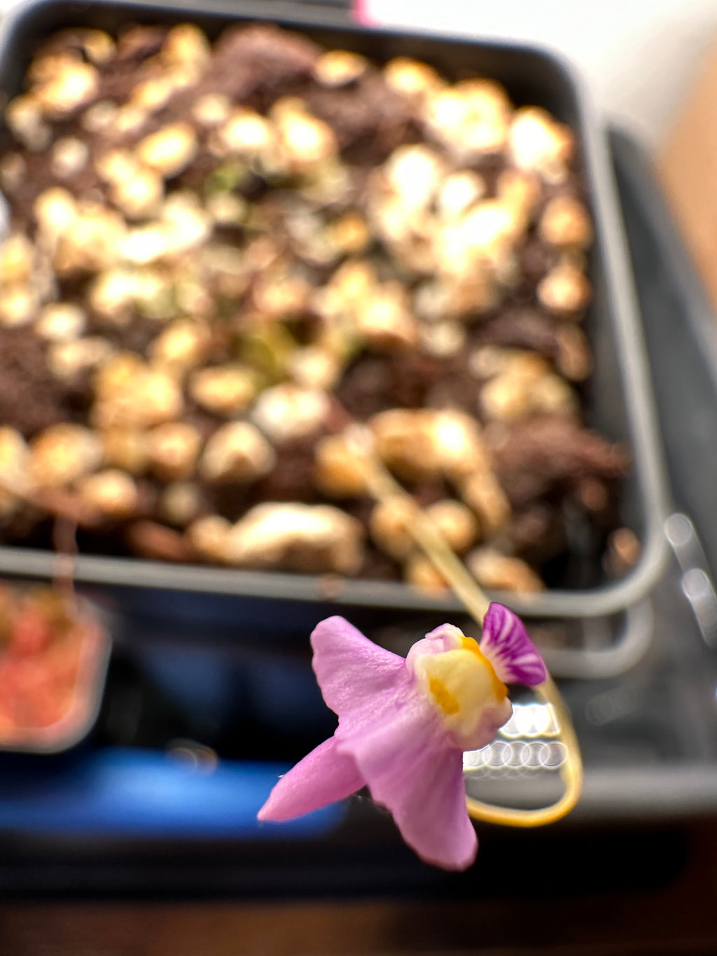 Utricularia warburgii (Zhejiang, SE CHN)