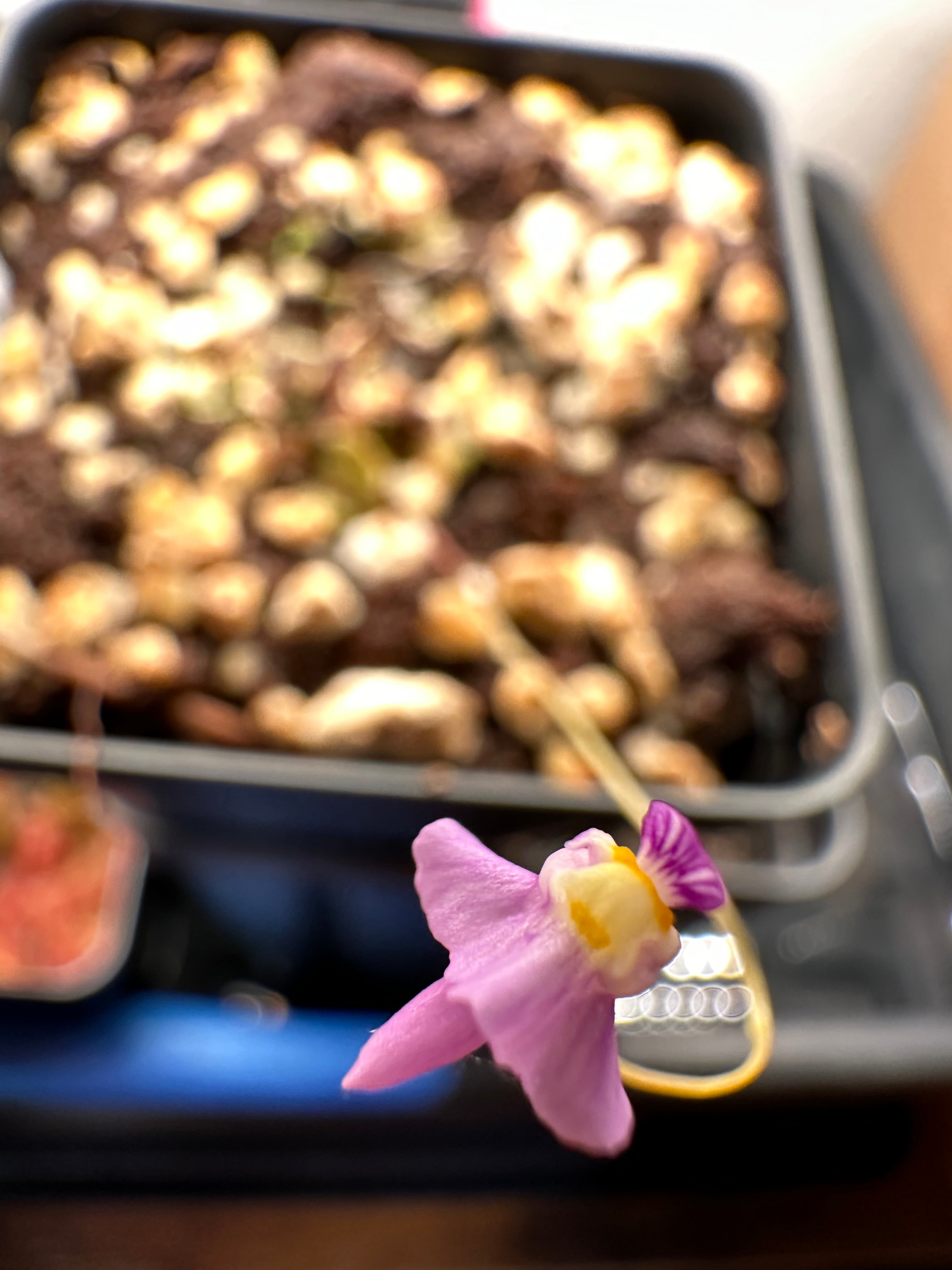 Utricularia warburgii (Zhejiang, SE CHN)