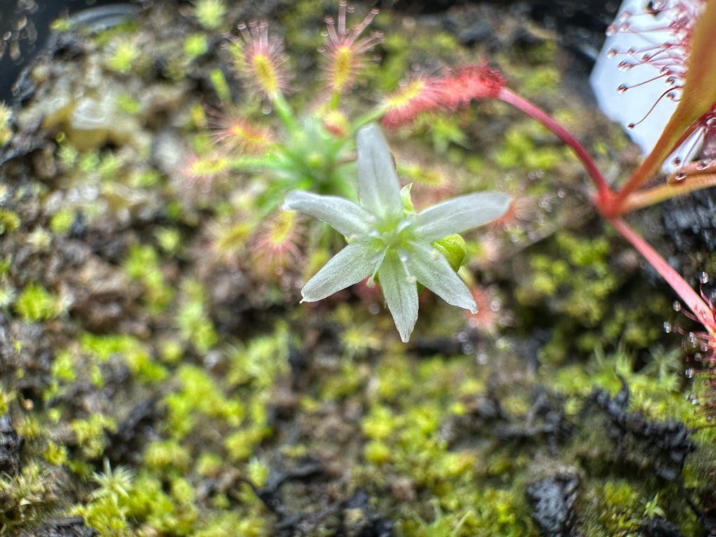 Drosera stelliflora gemmae