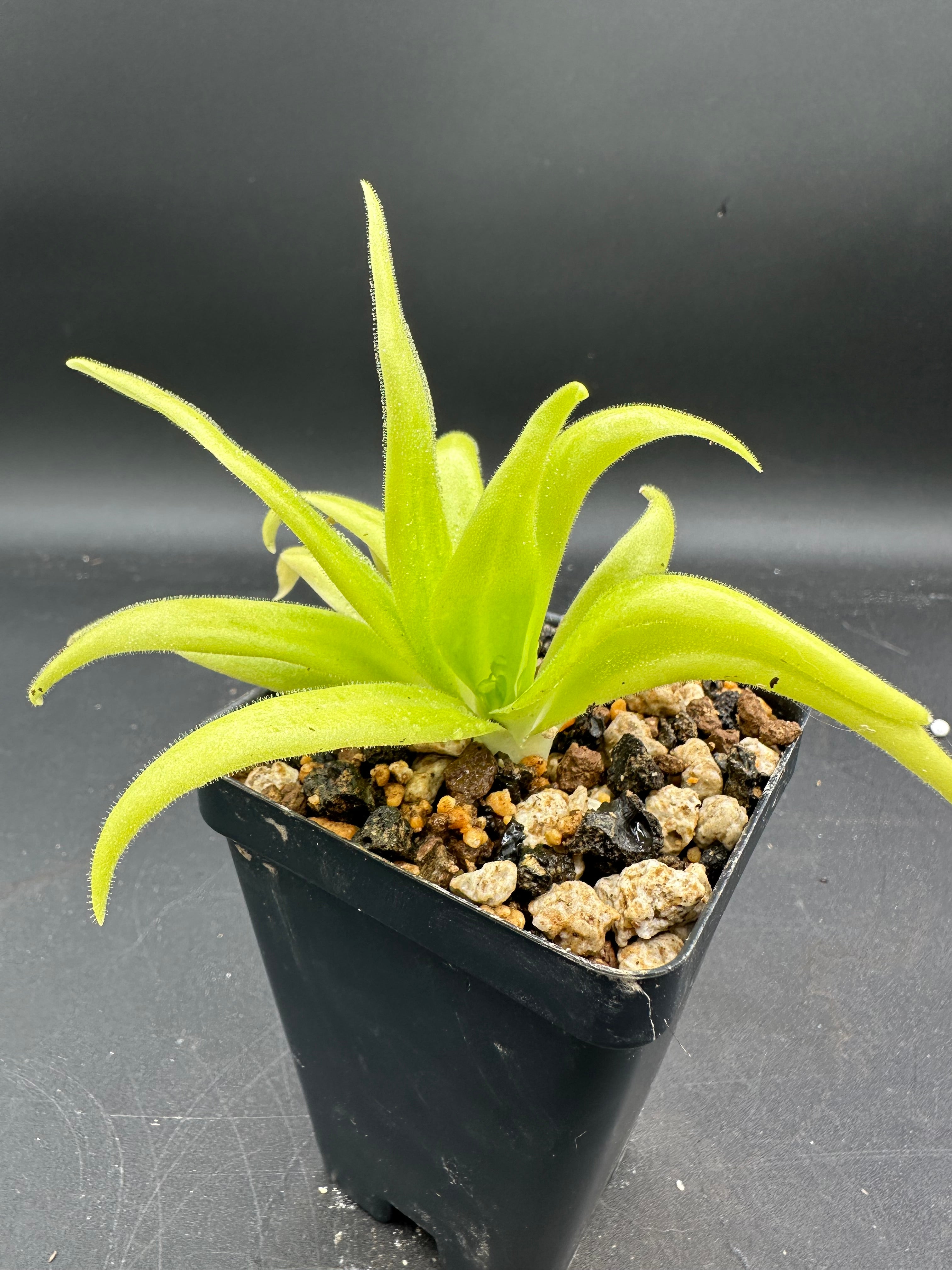 Pinguicula (heretophylla x medusina) x gigantea "white flower"