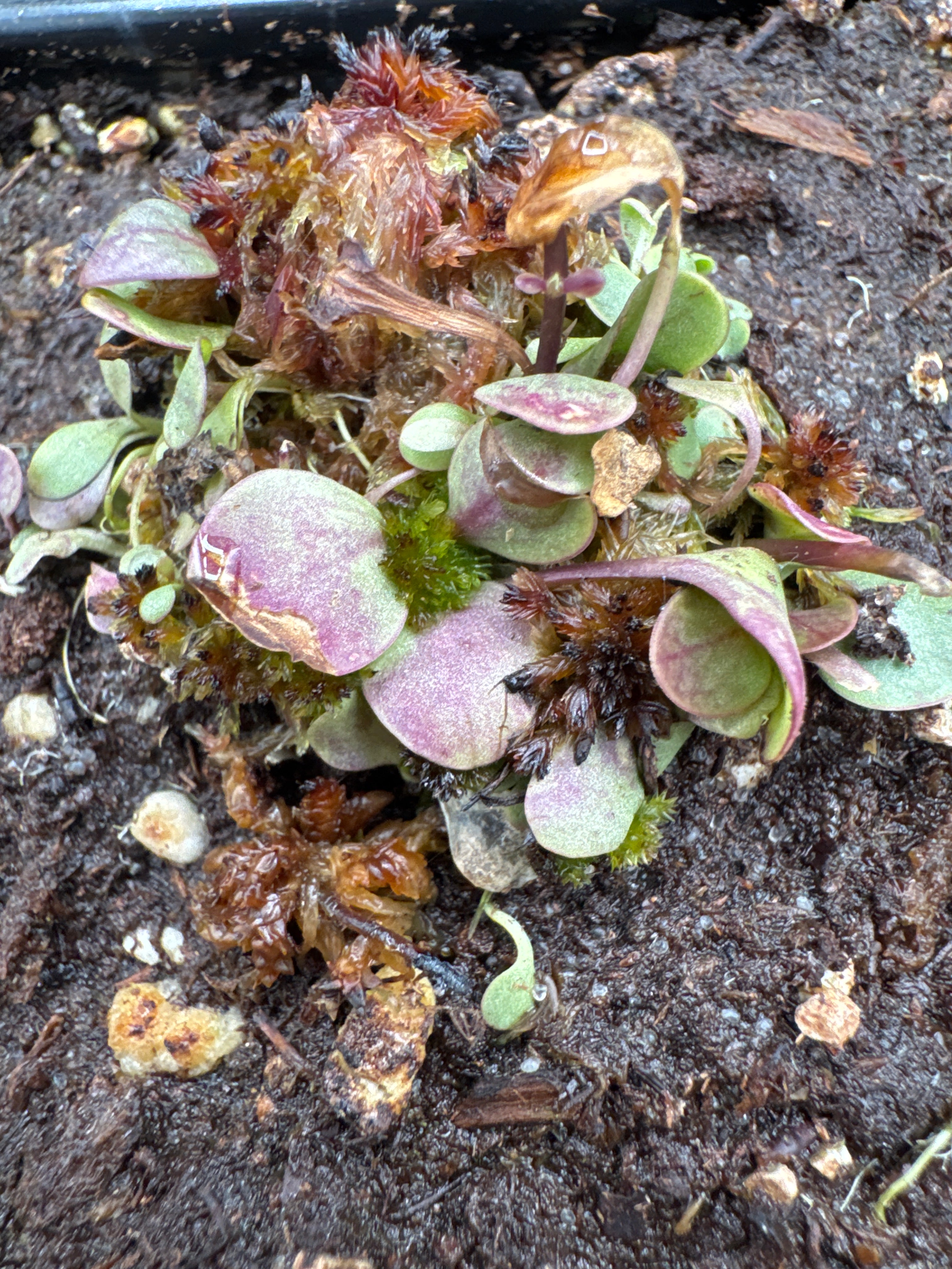 Utricularia calycifida “giant” (Gran Sabana, VEN)