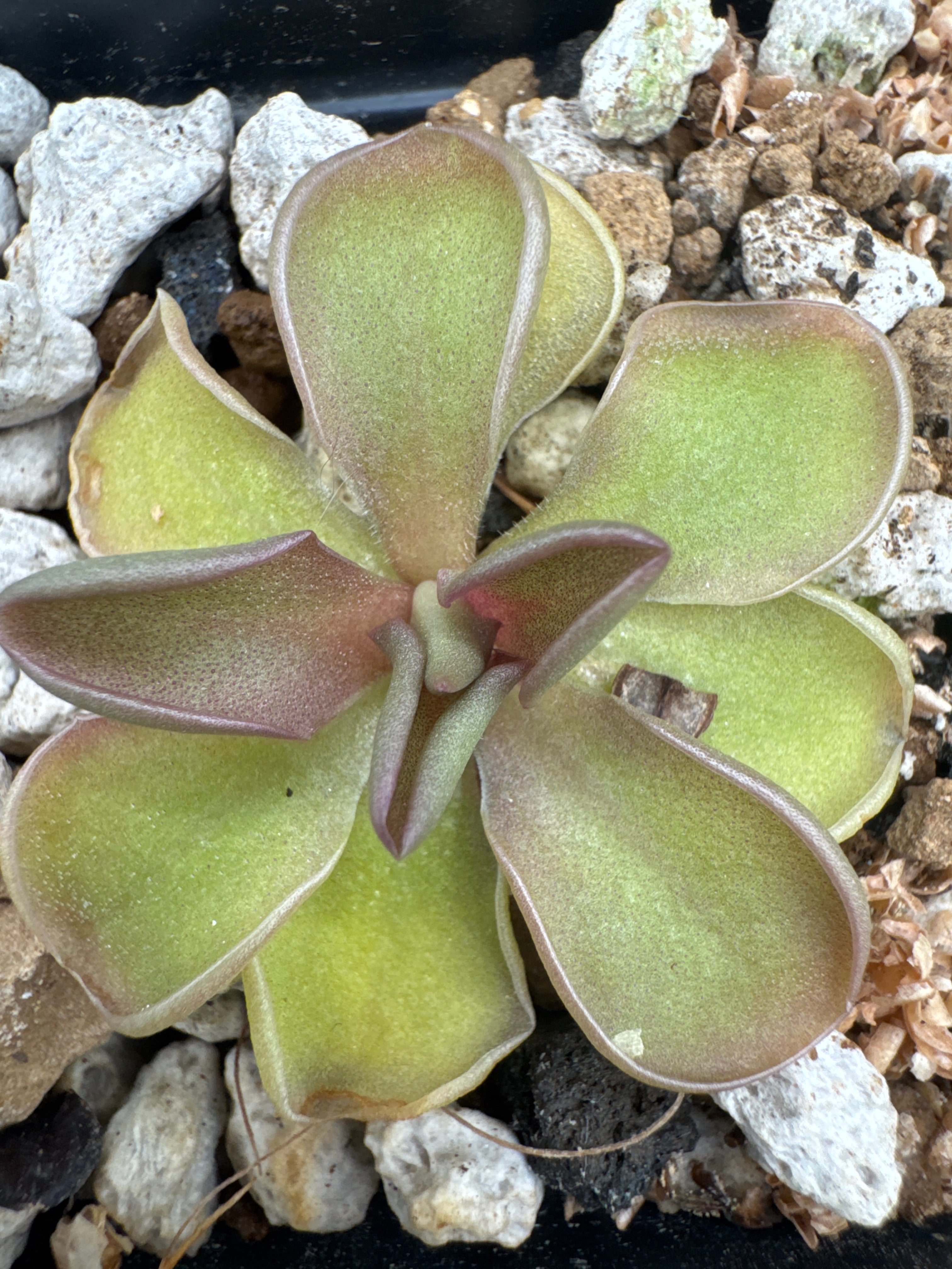 Pinguicula emarginata x jaumavensis