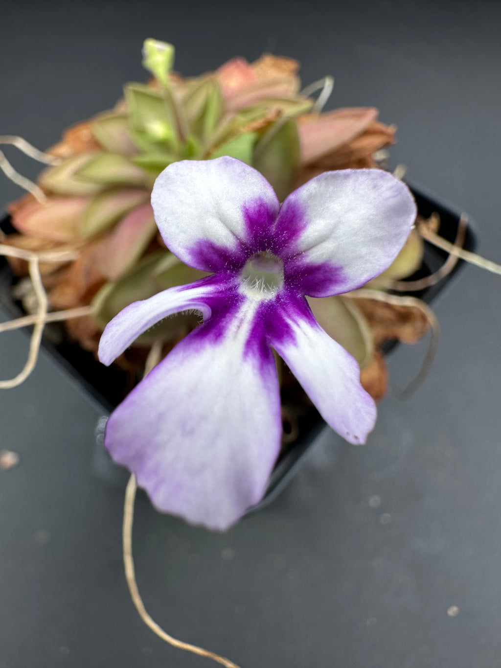 Pinguicula moranensis "ANPA C" (near Eloxochiltan, Hidalgo, Mexico, 1690m)