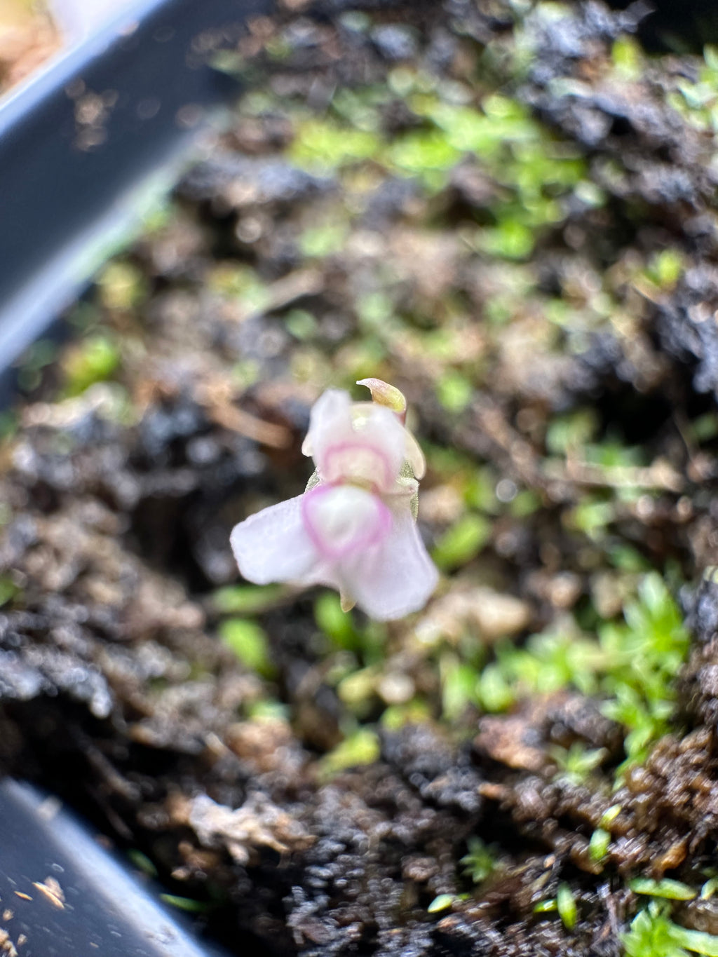 Utricularia uliginosa (Kimberley, AUS)