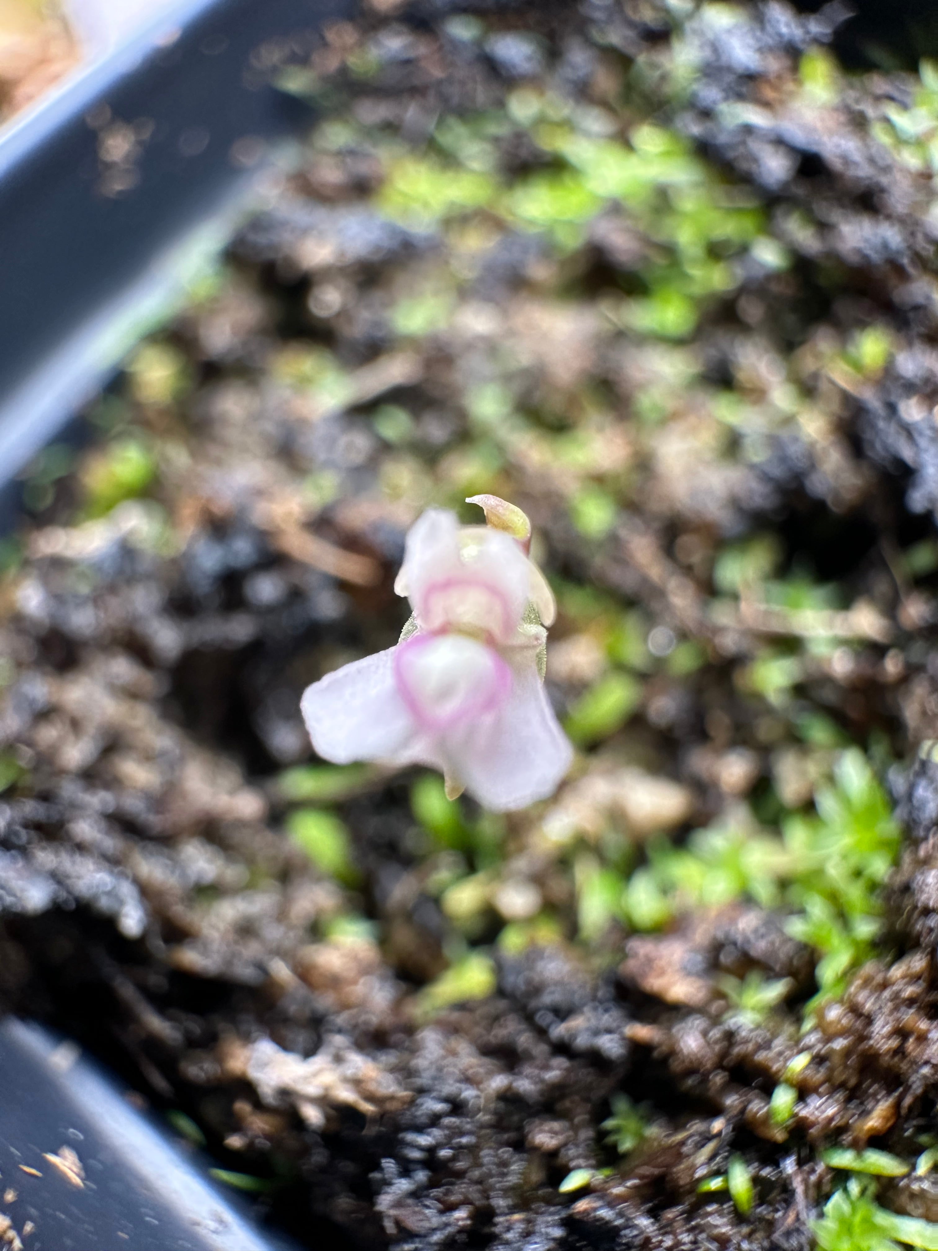 Utricularia uliginosa (Kimberley, AUS)