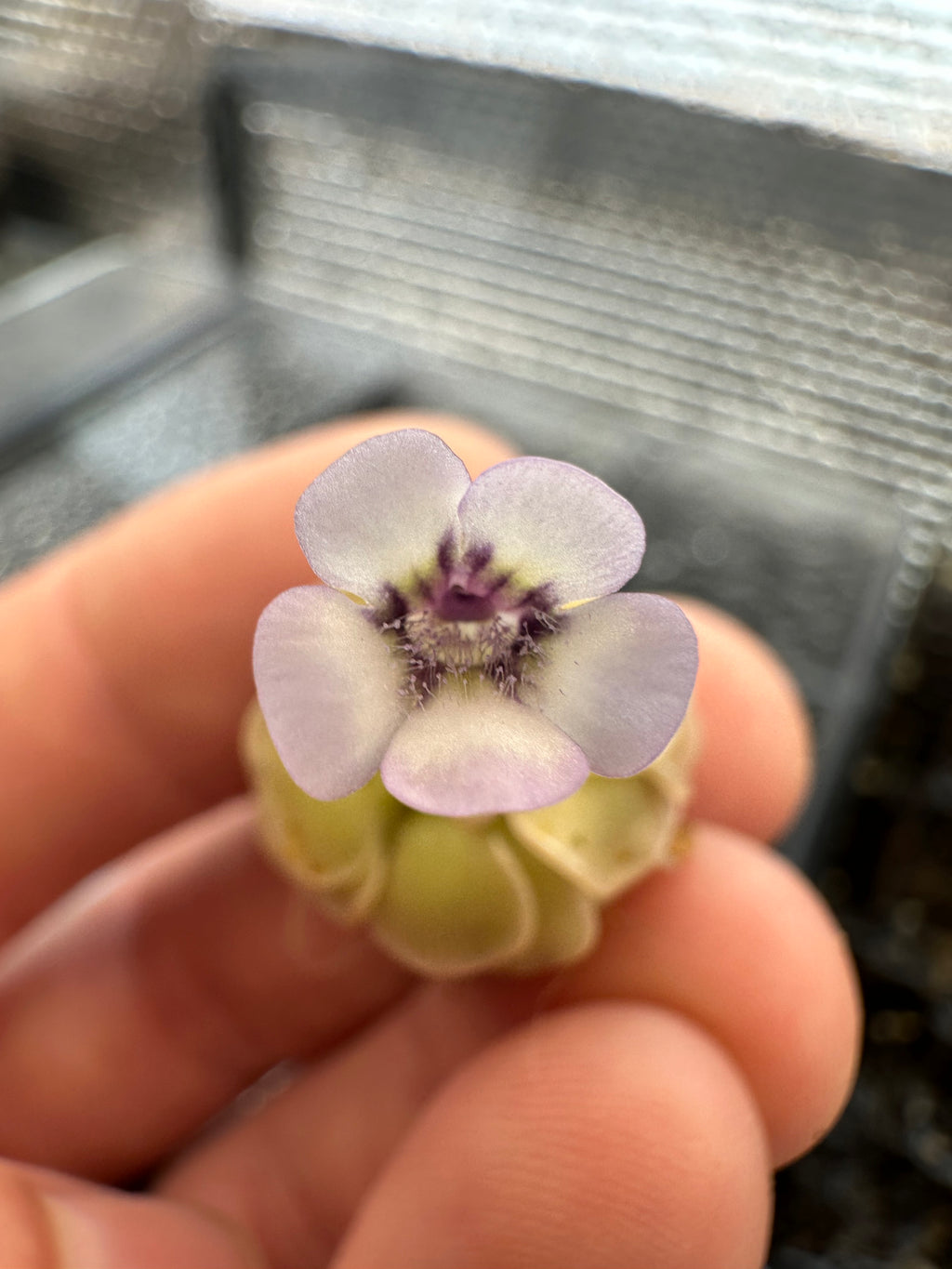 Pinguicula rotundiflora (Aramberri, Nuevo León, MÉX)