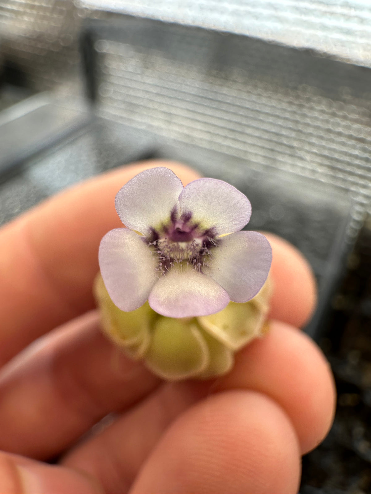 Pinguicula rotundiflora (Aramberri, Nuevo León, MÉX)
