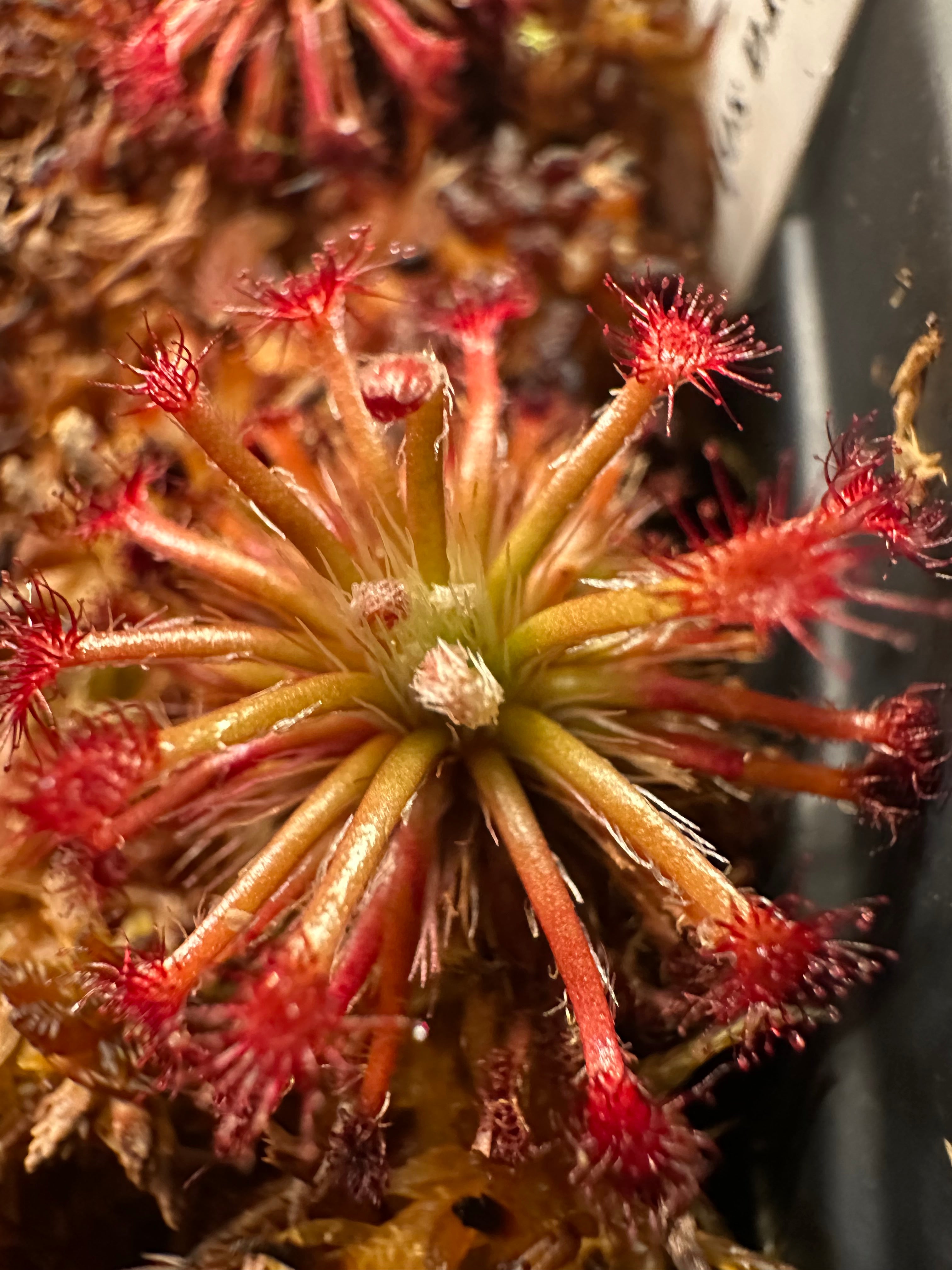 Drosera solaris (Mt Maringma-tepui, Pakaraima Mountains, Guyana)