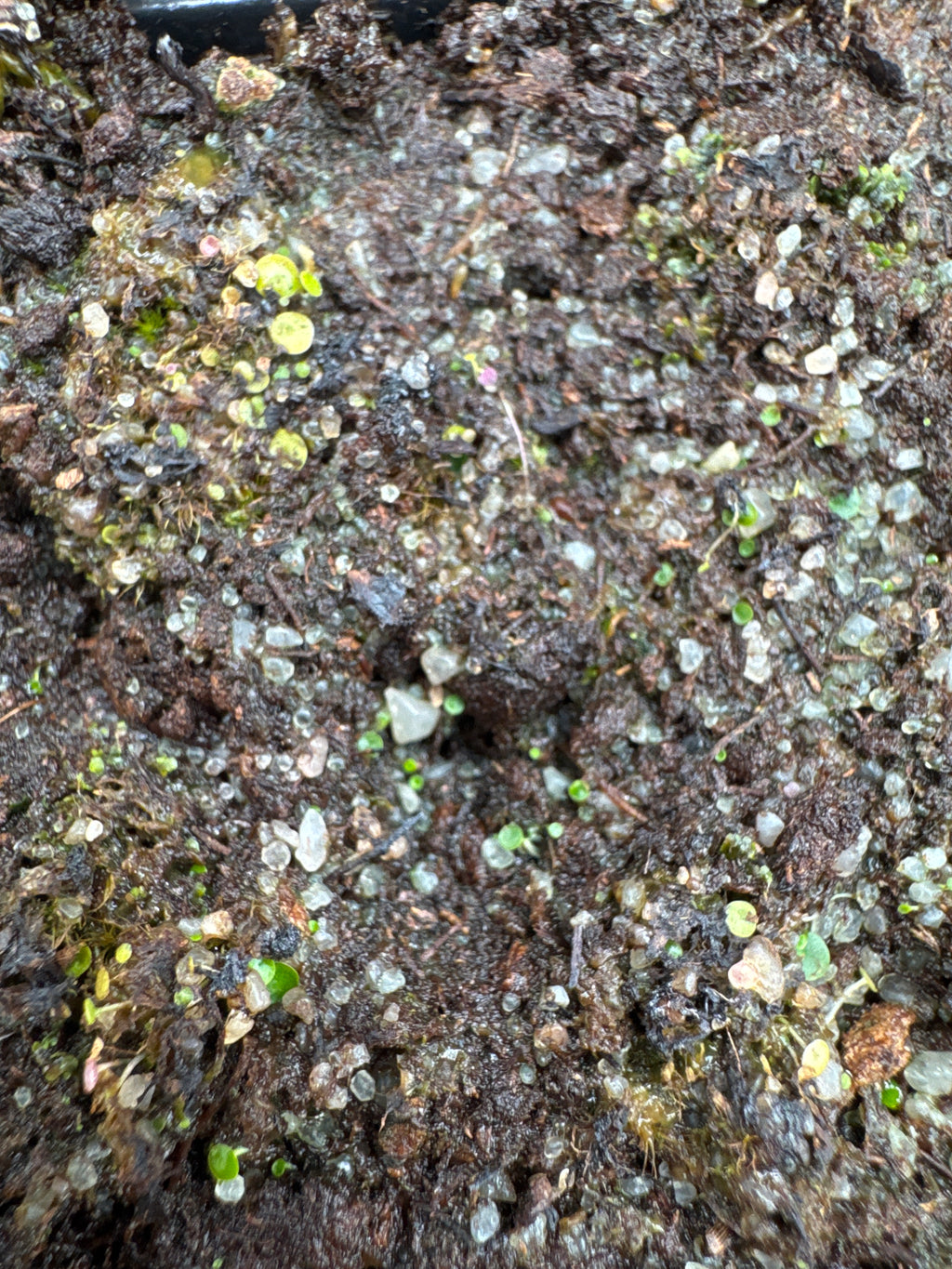 Utricularia pubescens (Serra Caraca, Minas Gerais, BRA)