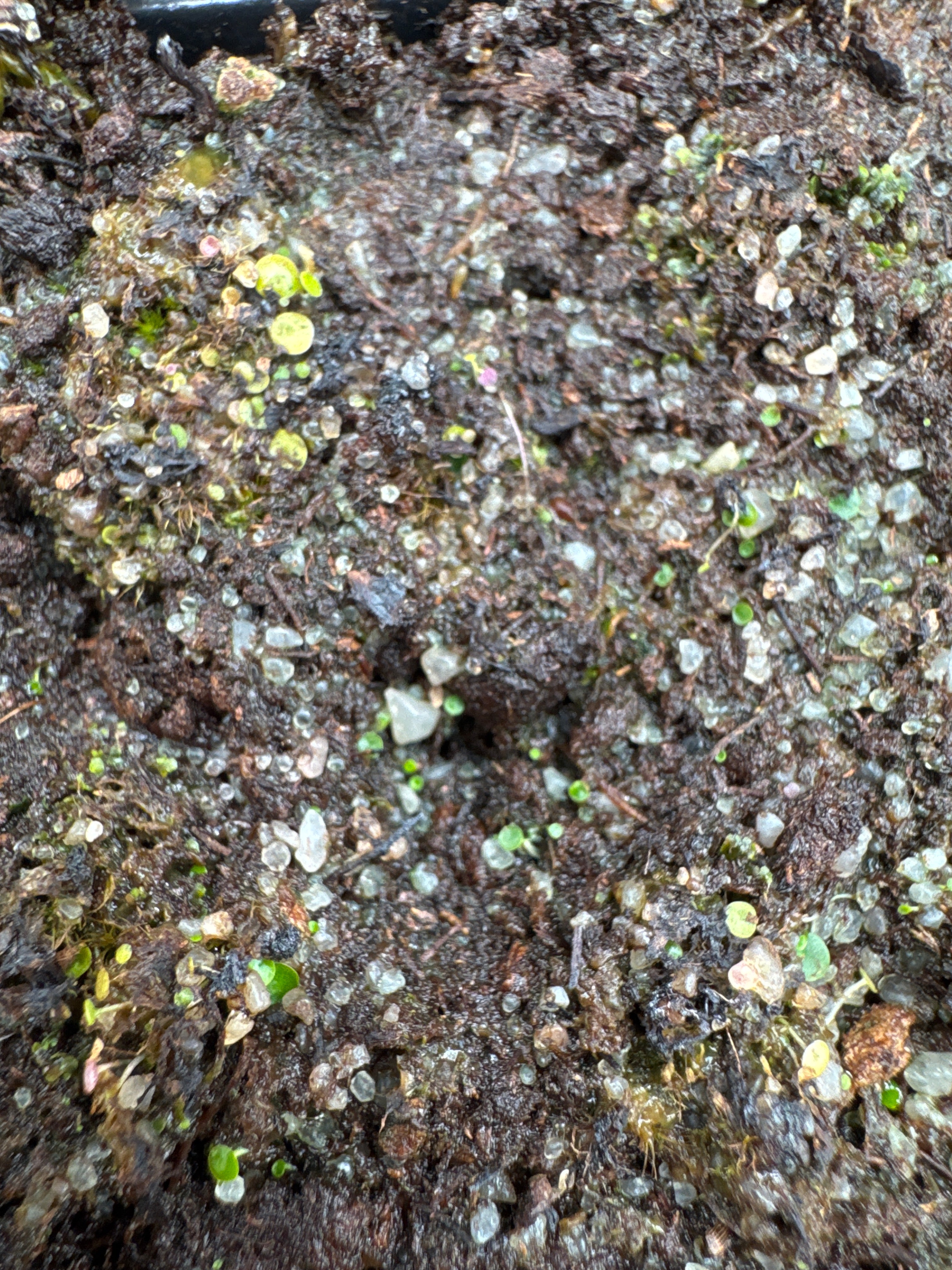 Utricularia pubescens (Serra Caraca, Minas Gerais, BRA)