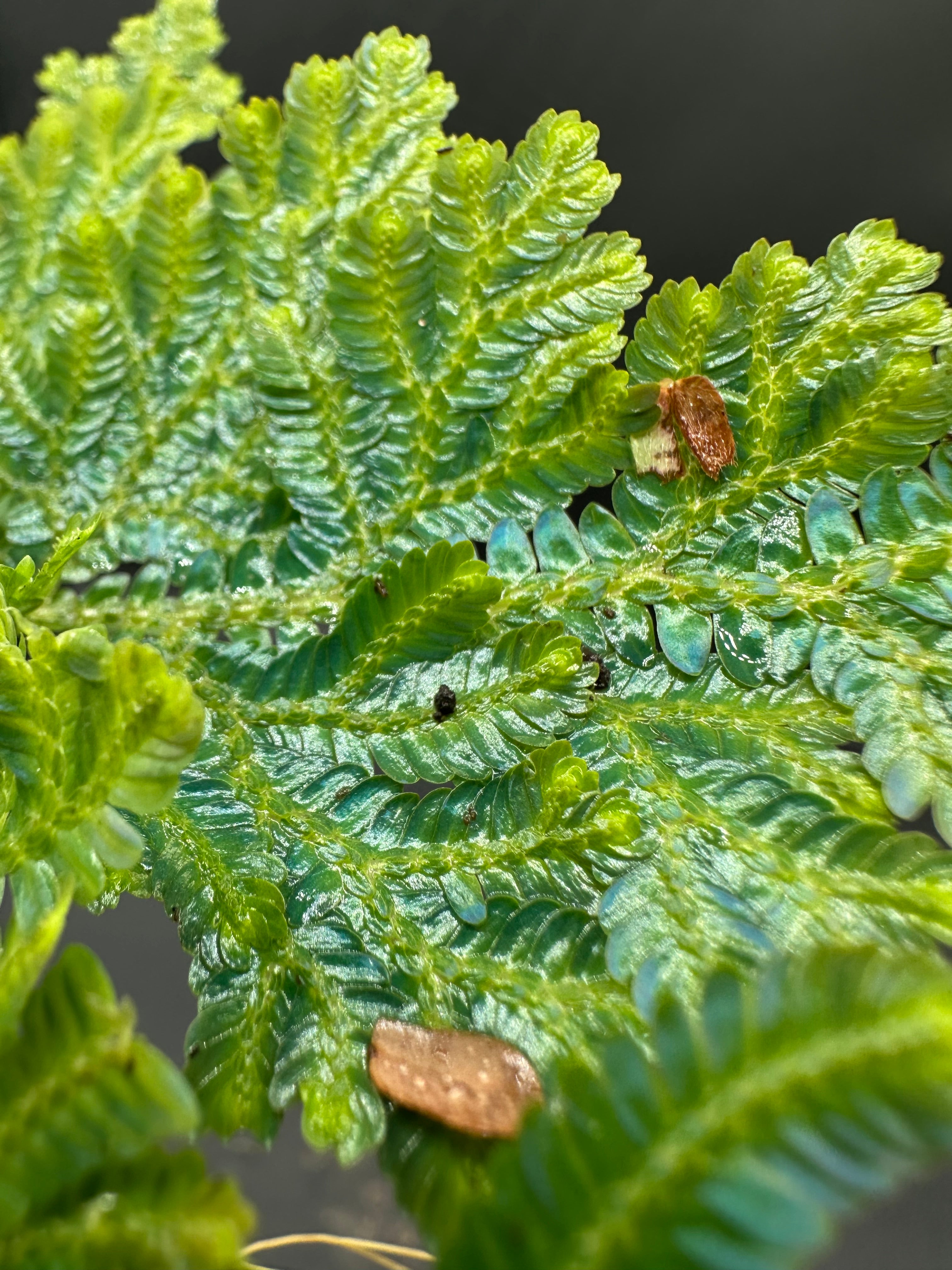 セラギネラ・ウィルデノウィー Selaginella wildenowii Selaginella wildenowii – Crabcore's Carnivores