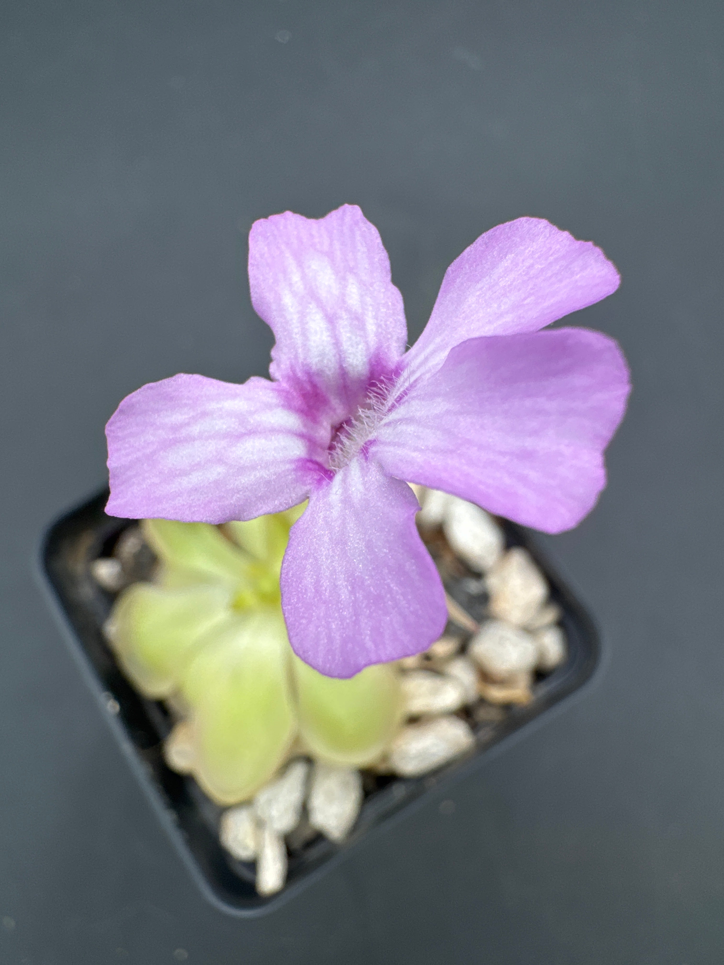 Pinguicula hemiepiphytica x rotundiflora
