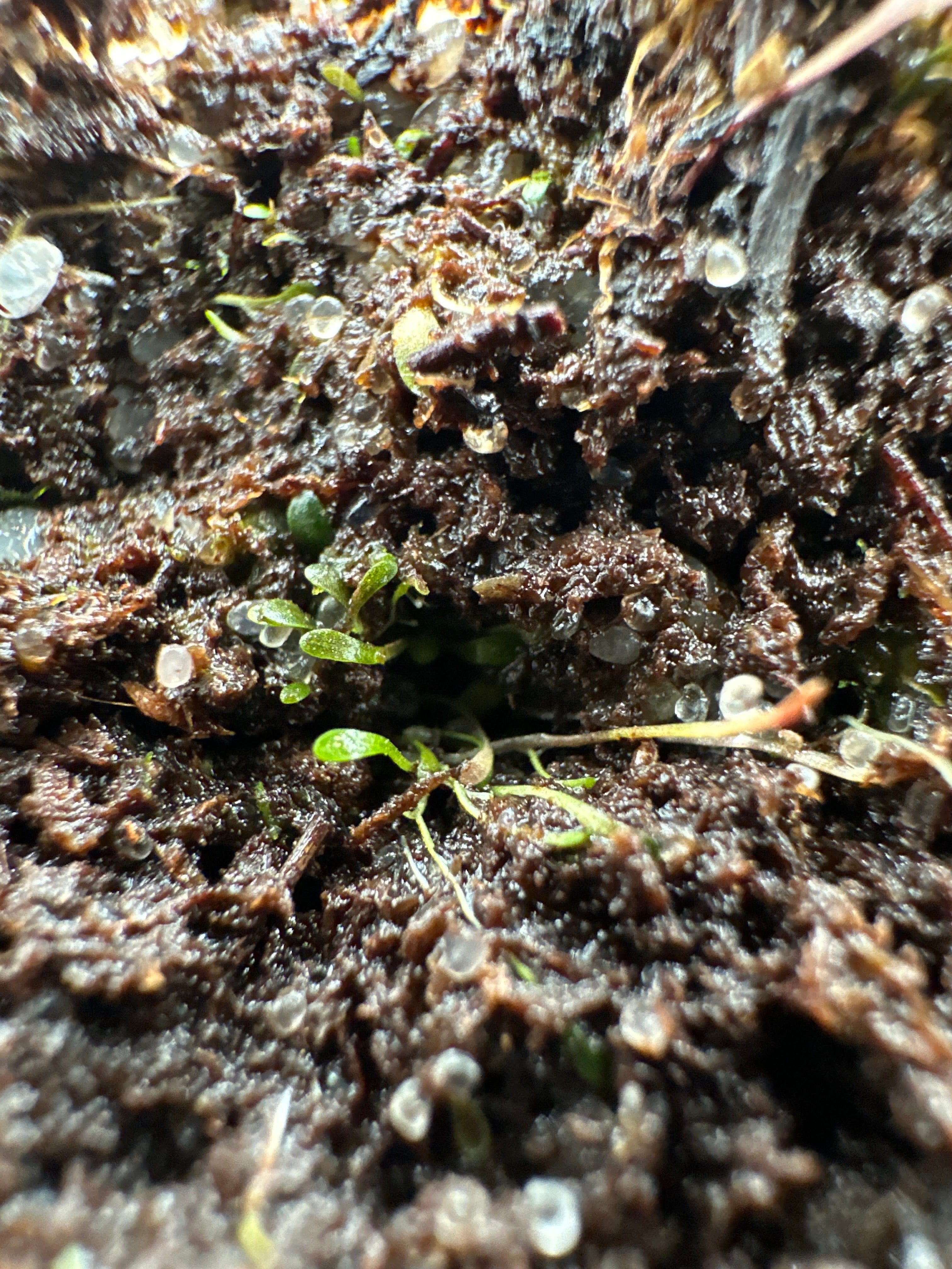 Utricularia firmula (loc. 1, ZMB)