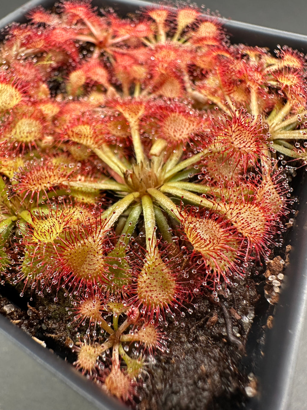 Drosera esmeraldae