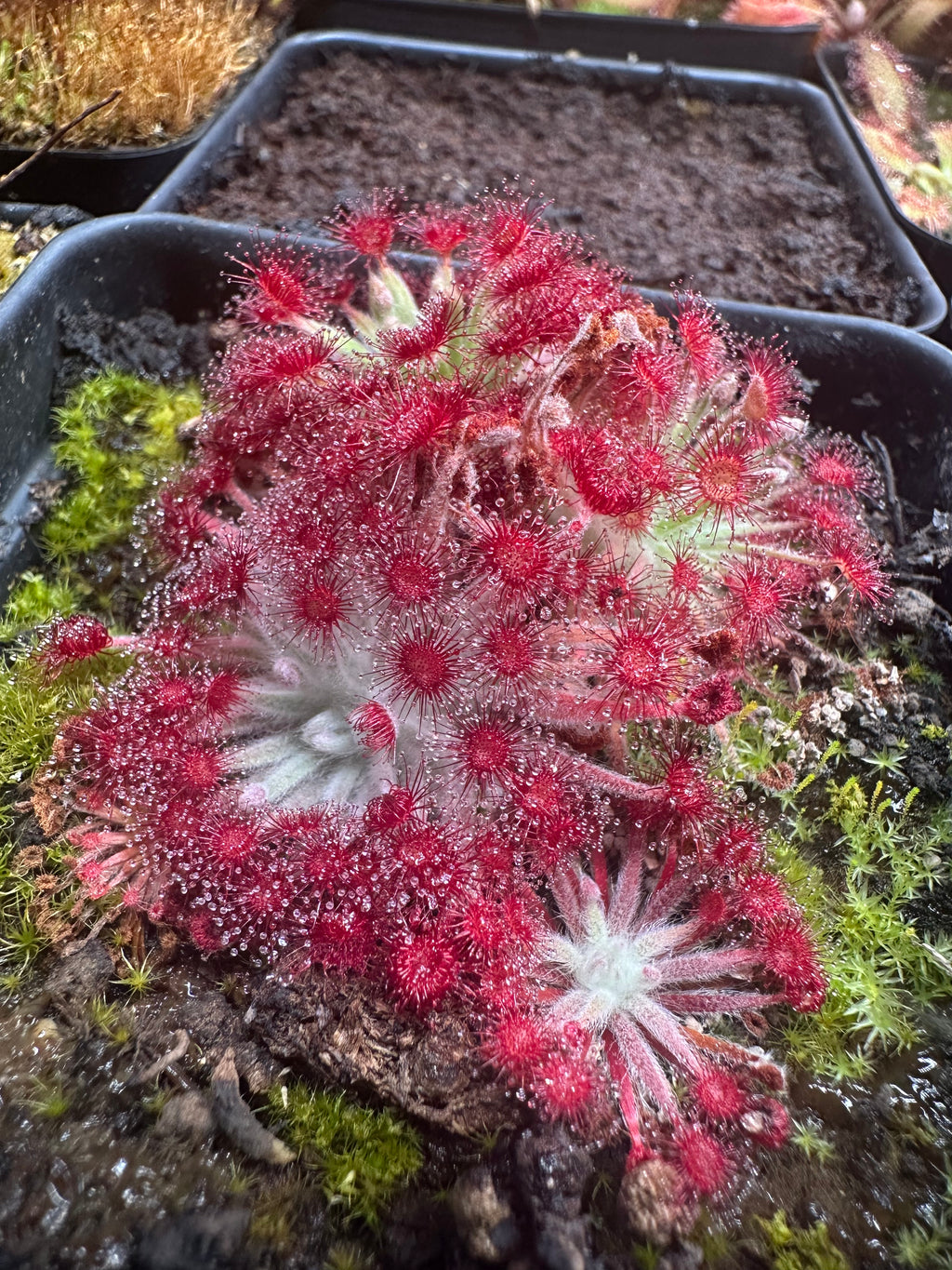 Drosera petiolaris complex hybrids No ID seeds 25+