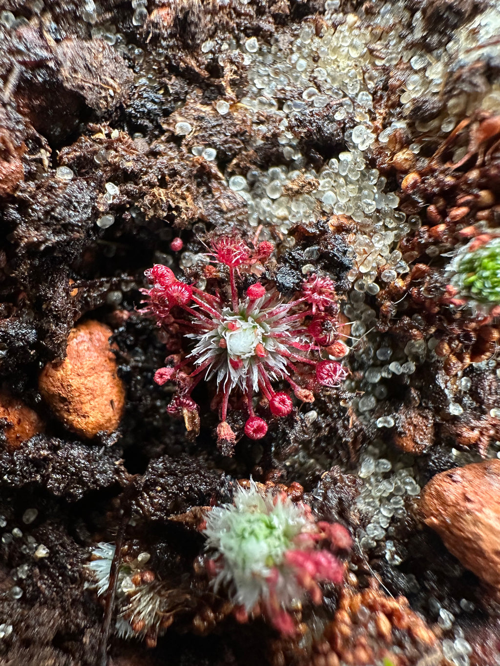 Drosera occidentalis (Mount Cooke, AUS) gemmae (15 count)
