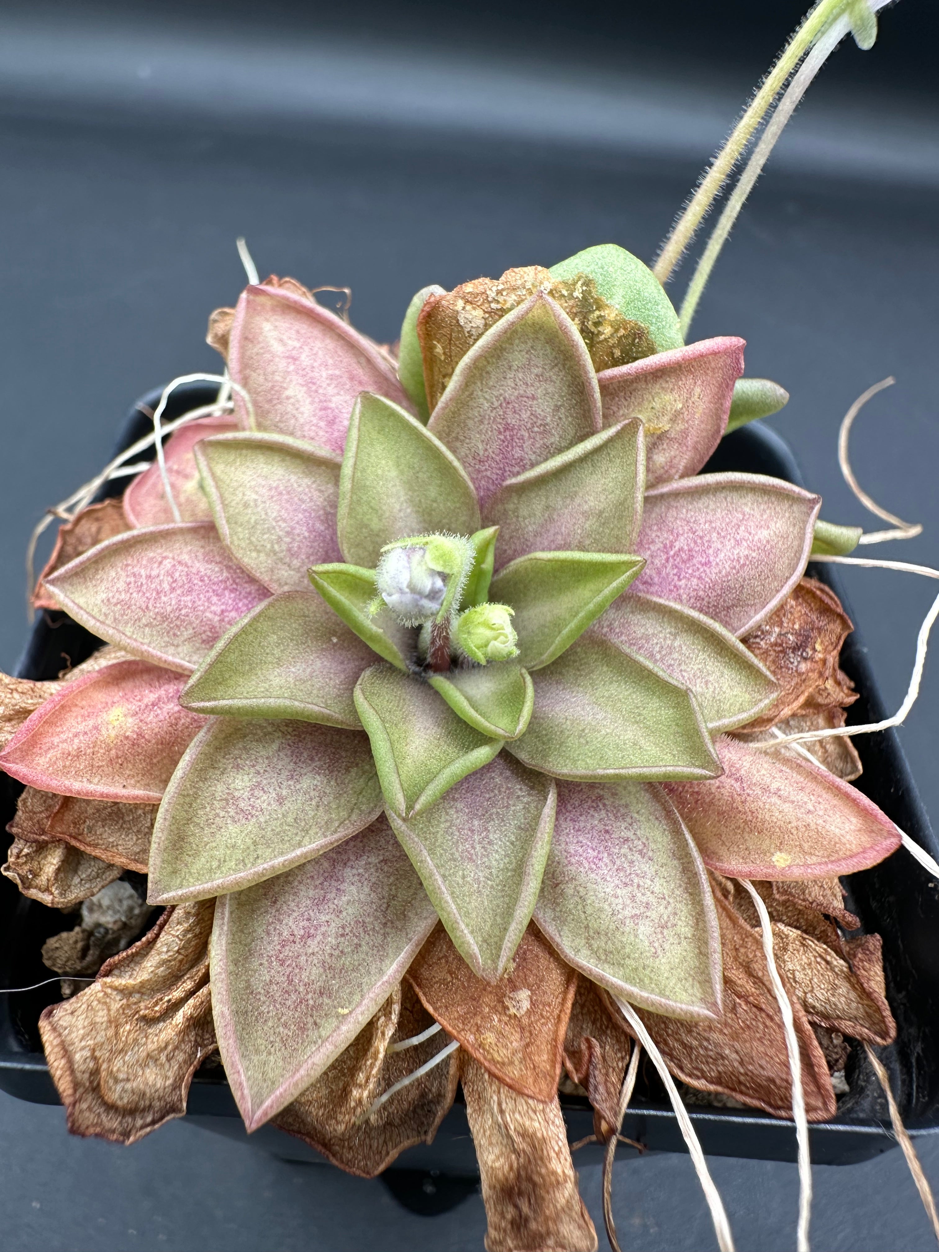 Pinguicula moranensis "ANPA C" (near Eloxochiltan, Hidalgo, Mexico, 1690m)
