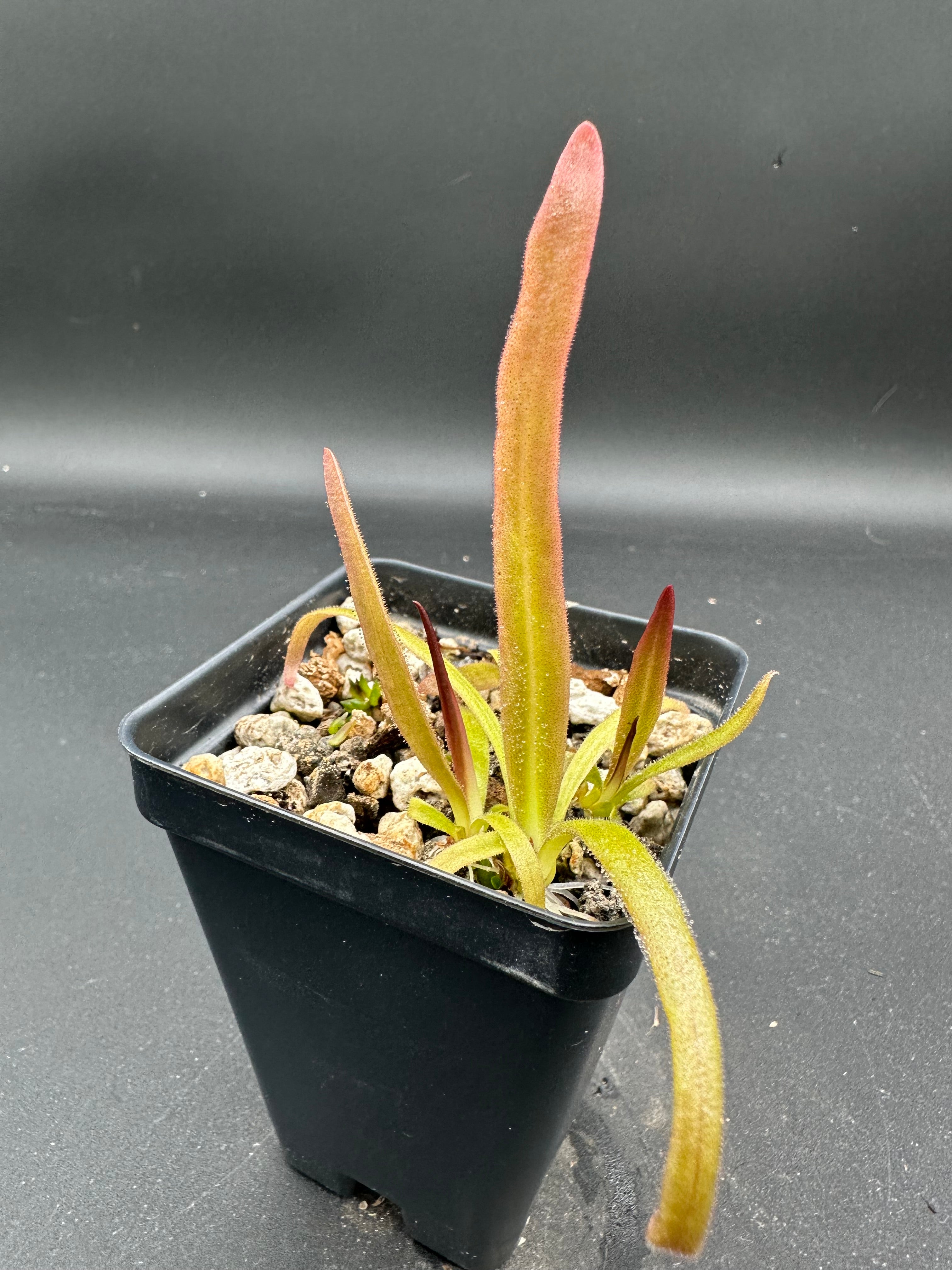 Pinguicula calderoniae (Llano de Conecho, San Luis Potosí, MÉX)