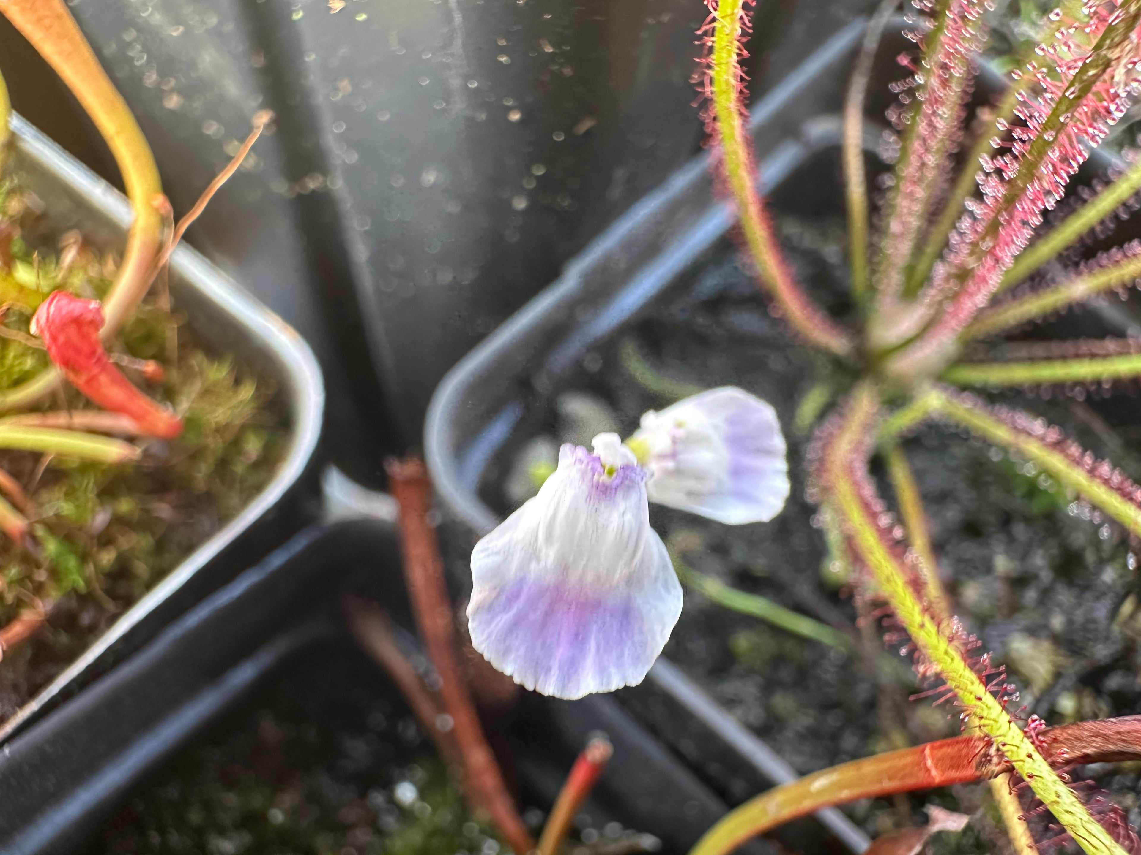 Utricularia livida (MEX)