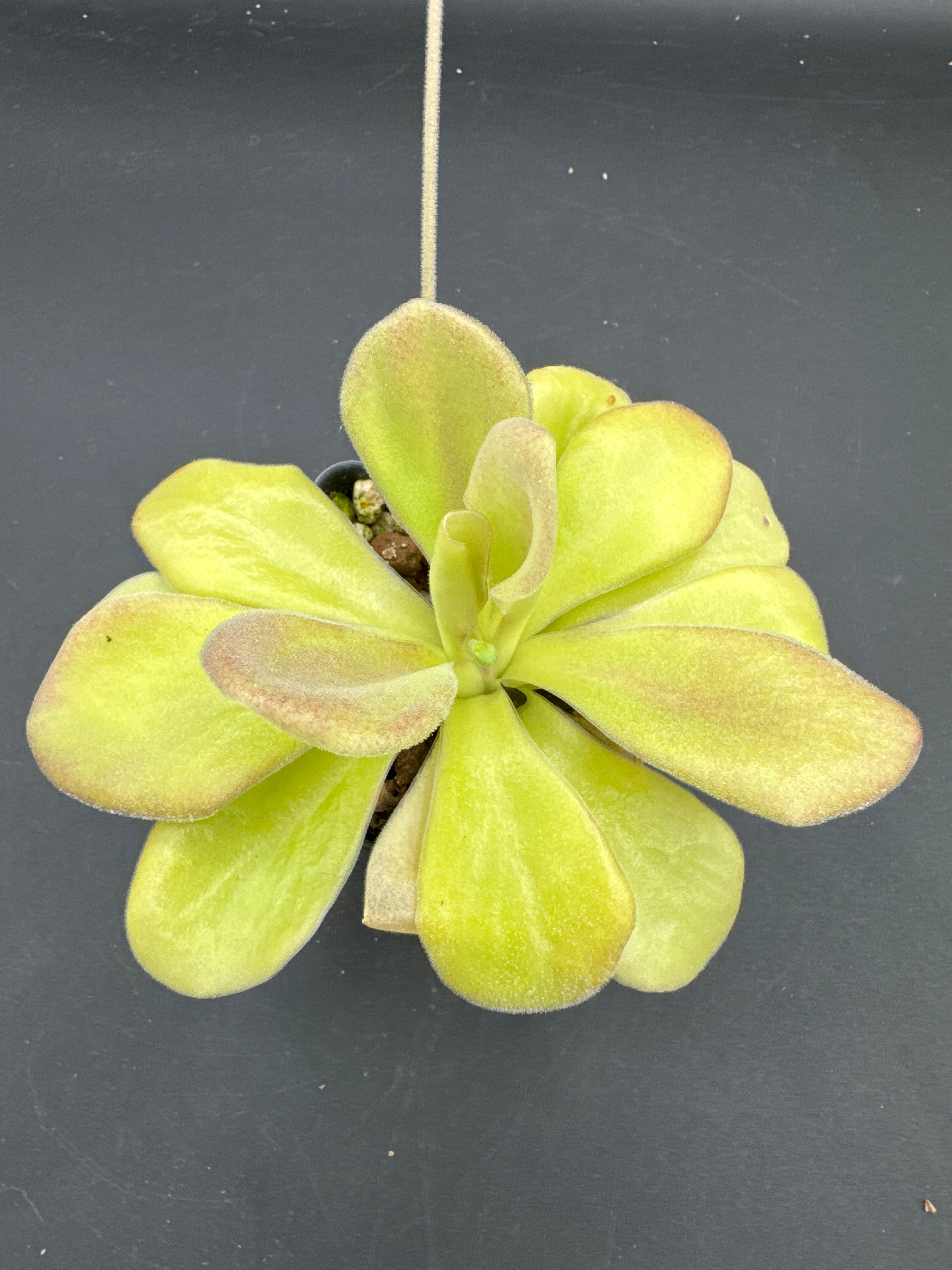 Pinguicula agnata "El Lobo"