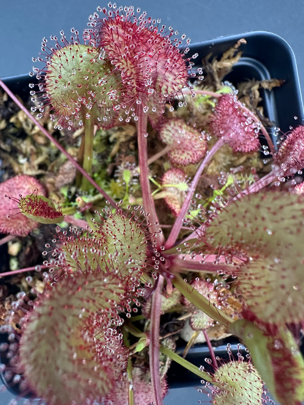 Drosera prolifera