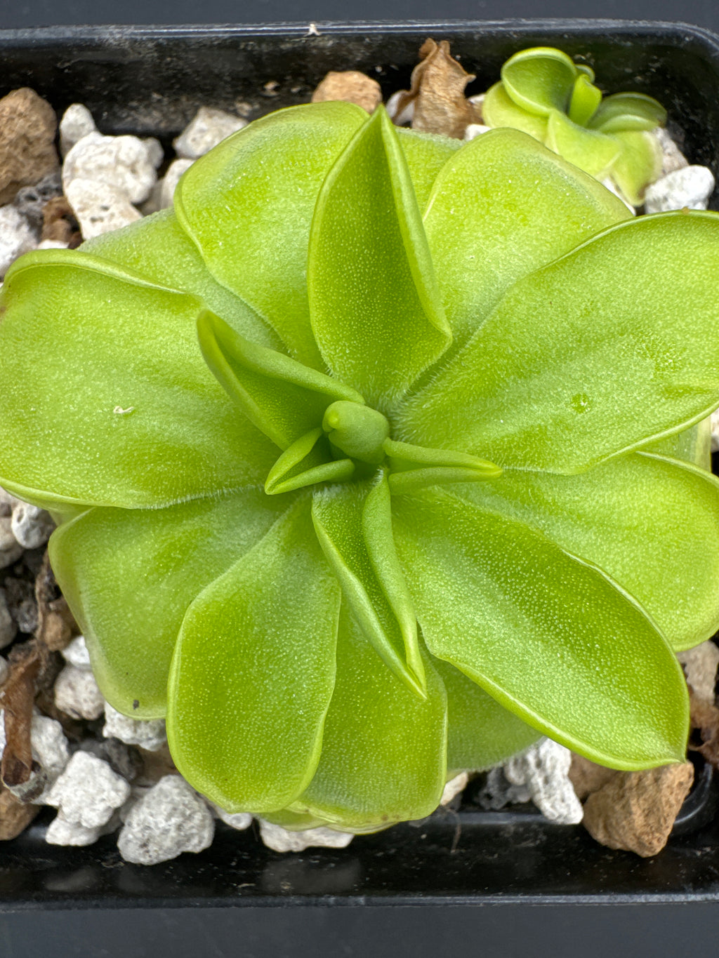 Pinguicula "BCP Golden Eye"