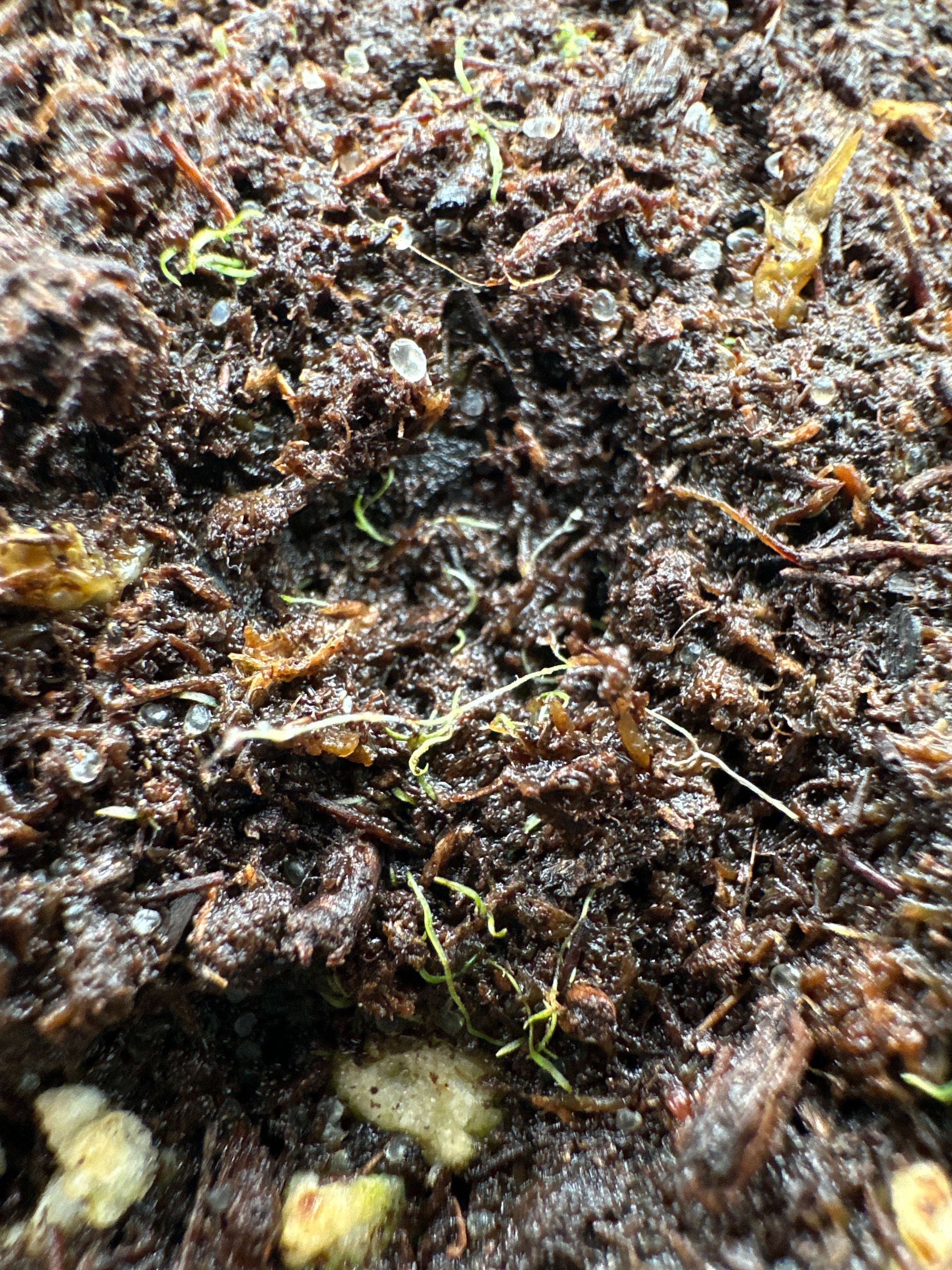 Utricularia triloba (St Elena de Uairén, URY)