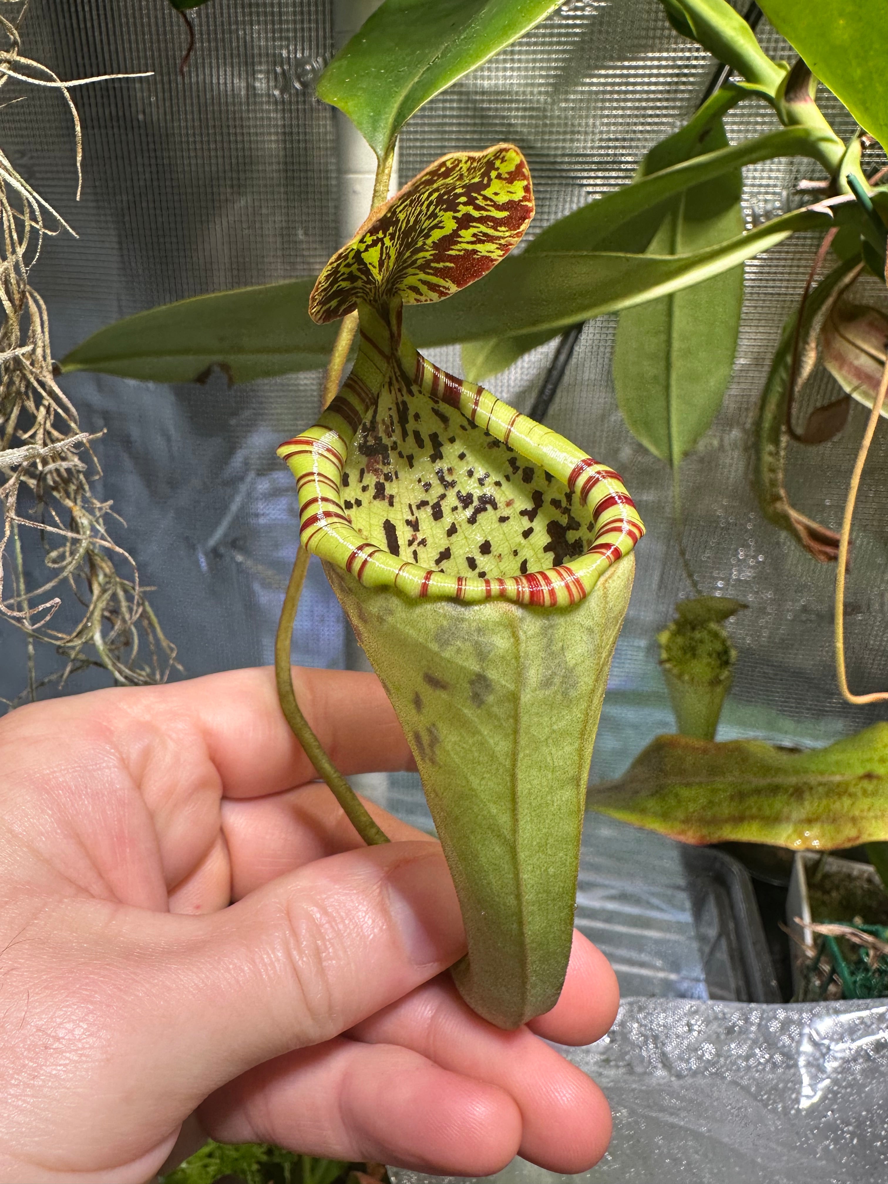 Nepenthes [(burbidgeae x campanulata) x (adnata x campanulata)] seeds
