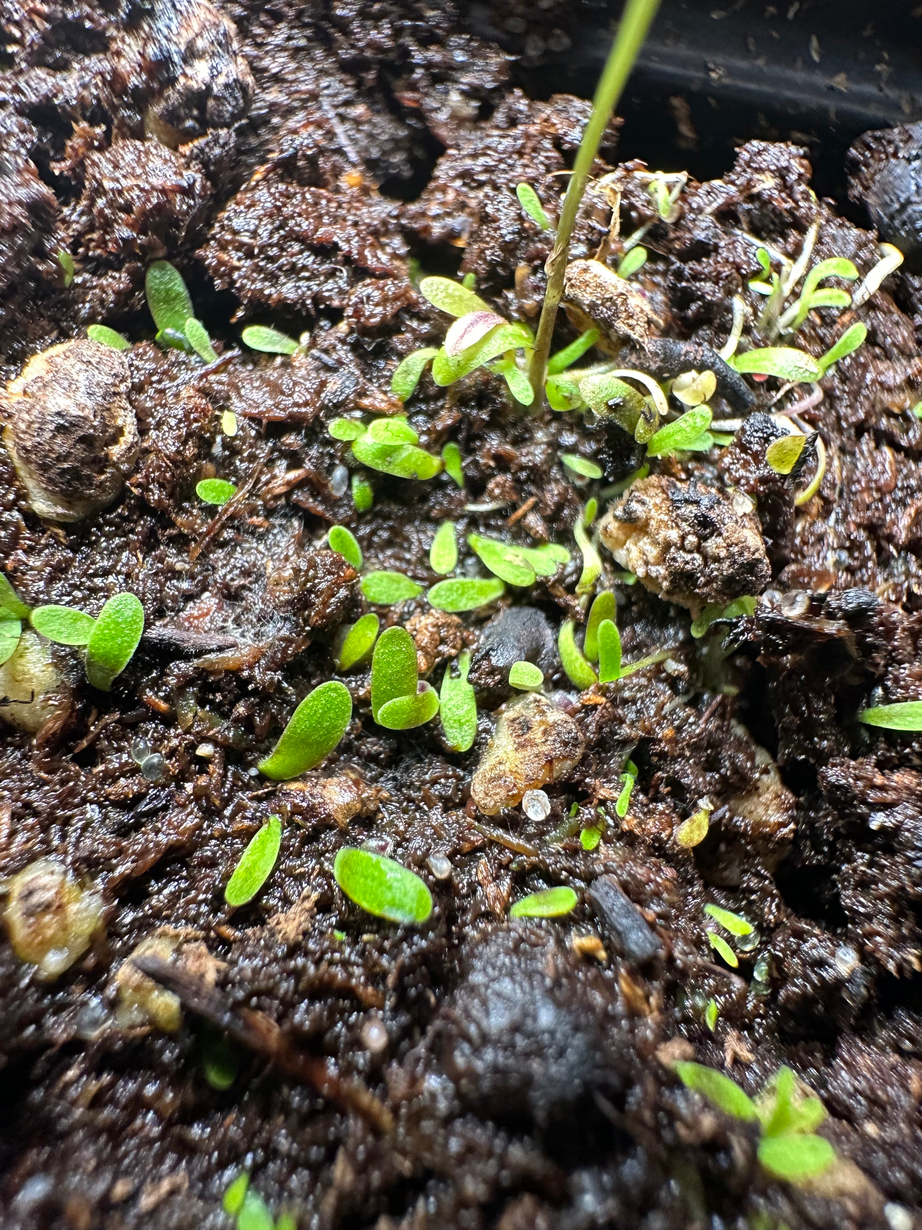 Utricularia aff. microcalyx (MAD)
